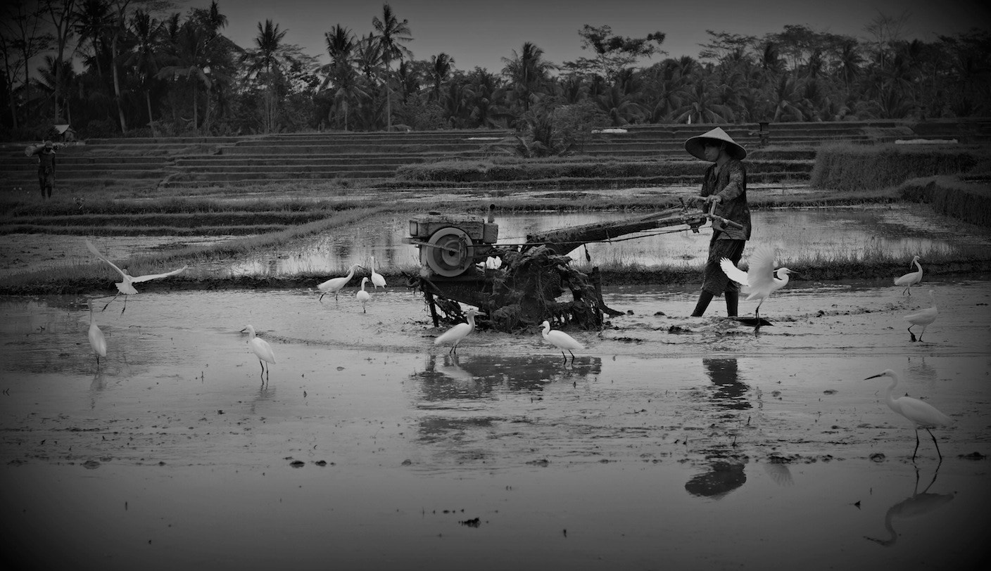 Panasonic Lumix DMC-GH4 + Olympus M.Zuiko Digital 45mm F1.8 sample photo. In the rice paddies 2 photography