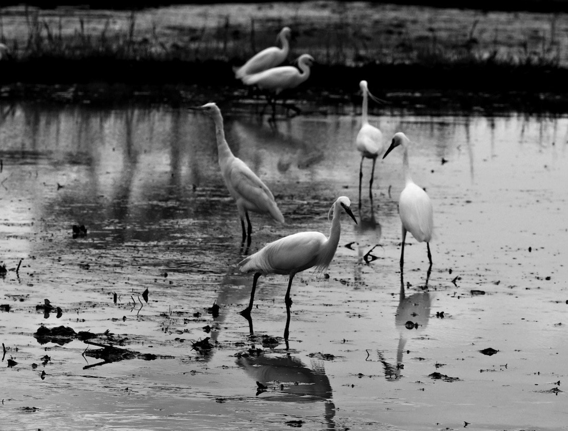 Panasonic Lumix DMC-GH4 sample photo. In the rice paddies 1 photography