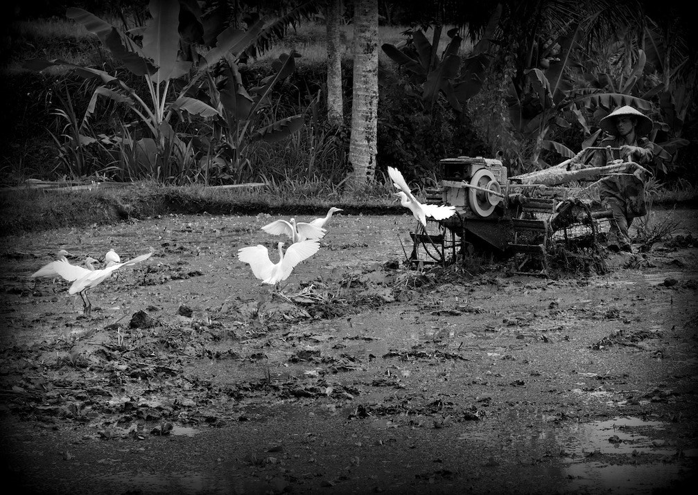 Panasonic Lumix DMC-GH4 + Olympus M.Zuiko Digital 45mm F1.8 sample photo. In the rice paddies 4 photography