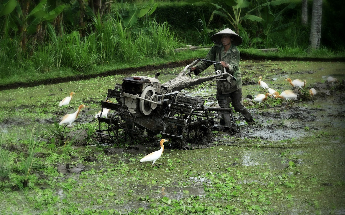 Panasonic Lumix DMC-GH4 sample photo. In the rice paddies 3 photography