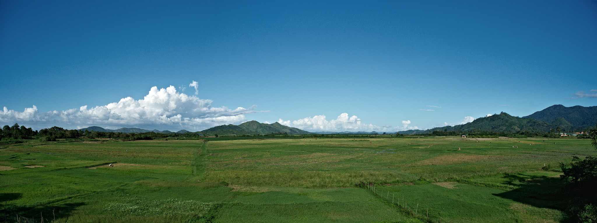 Sony Alpha DSLR-A850 sample photo. Ricefields in vietnam photography