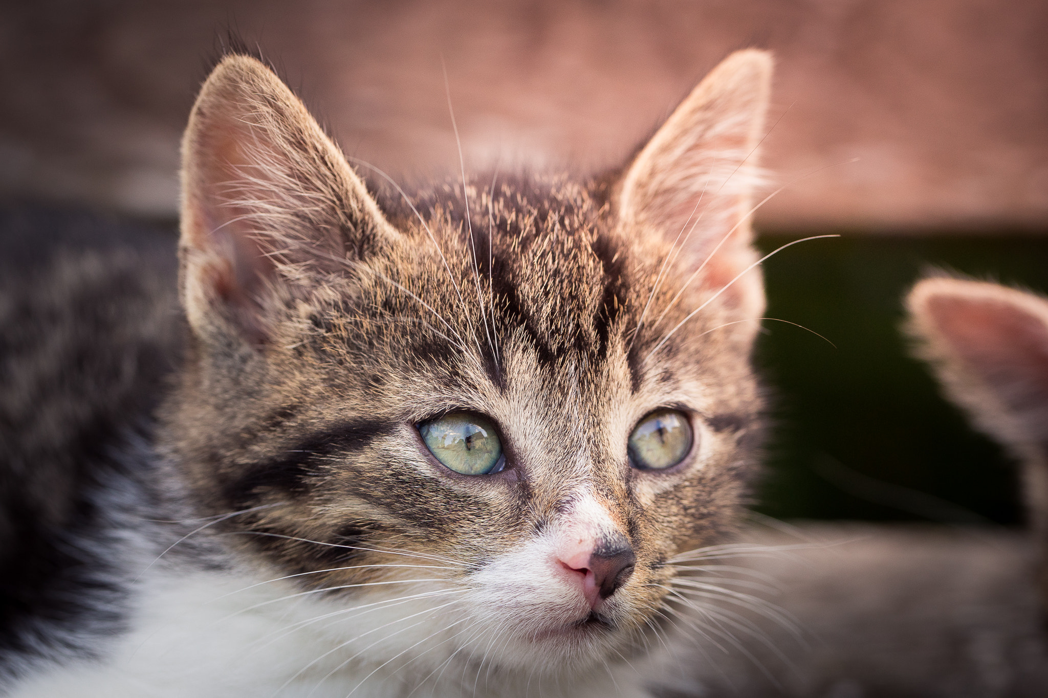 Sony a7 II + Canon EF 100mm F2.8L Macro IS USM sample photo. Little tiger ;) photography