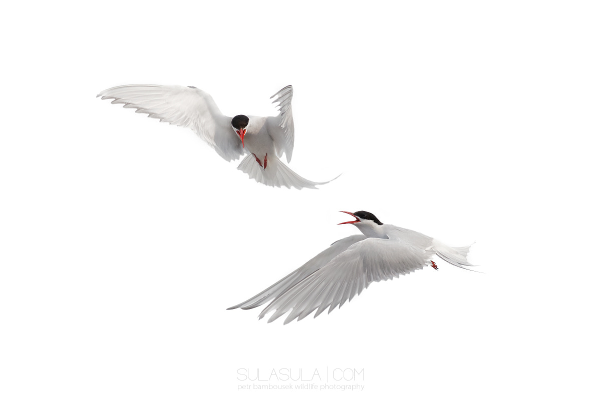 Canon EOS 5D Mark II + Canon EF 400mm F5.6L USM sample photo. Shetland | arctic terns photography