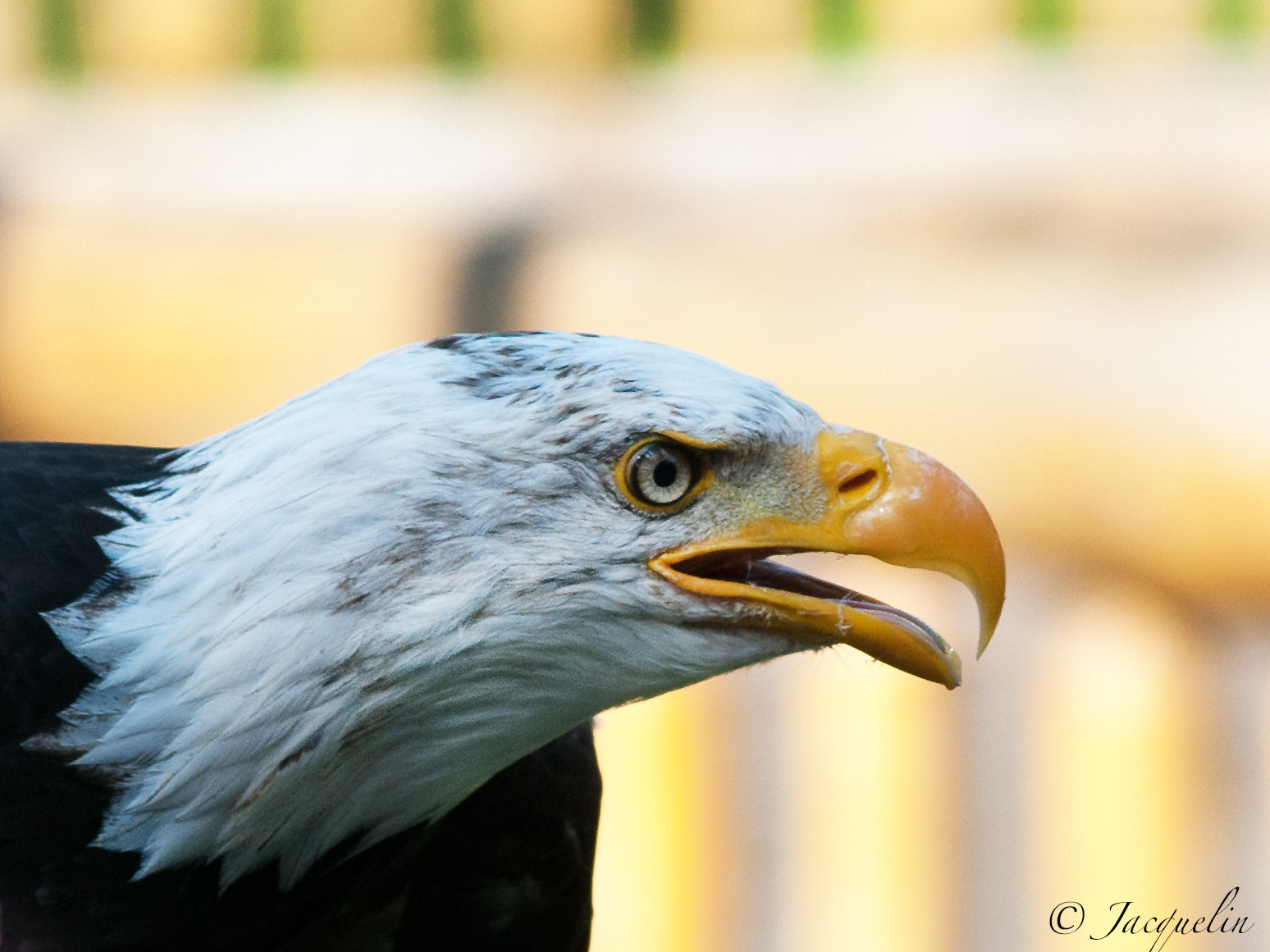 AF Zoom-Nikkor 80-200mm f/2.8 ED sample photo. Seeadler photography
