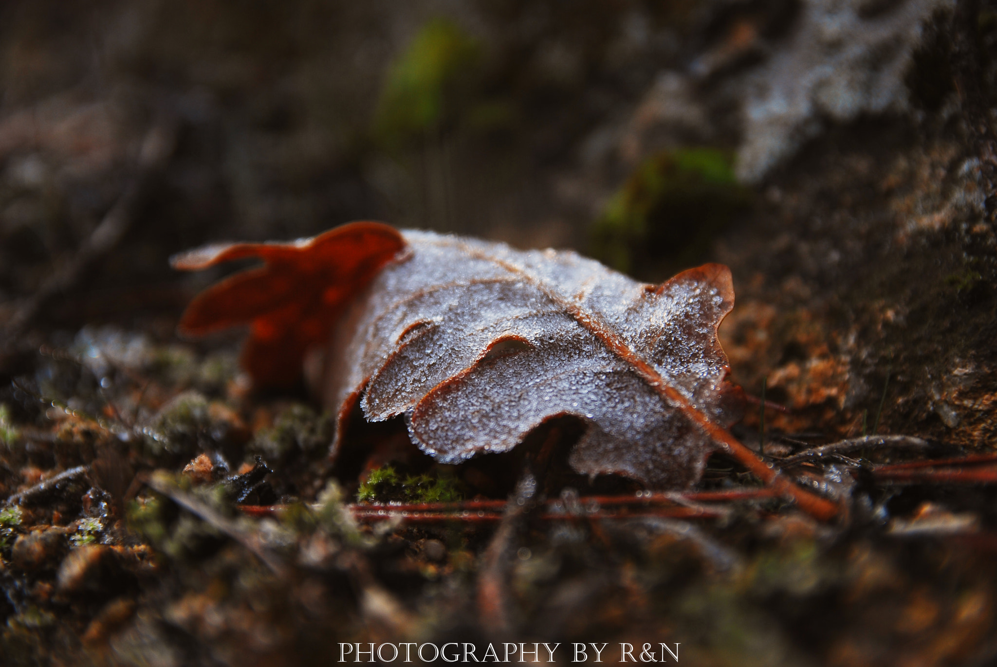 Sigma 17-50mm F2.8 EX DC OS HSM sample photo. Hielo photography