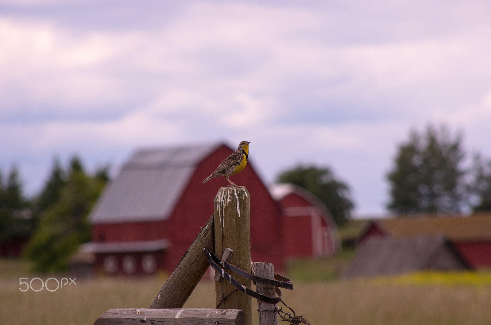 HD Pentax DA 55-300mm F4.0-5.8 ED WR sample photo. Meadowlark photography