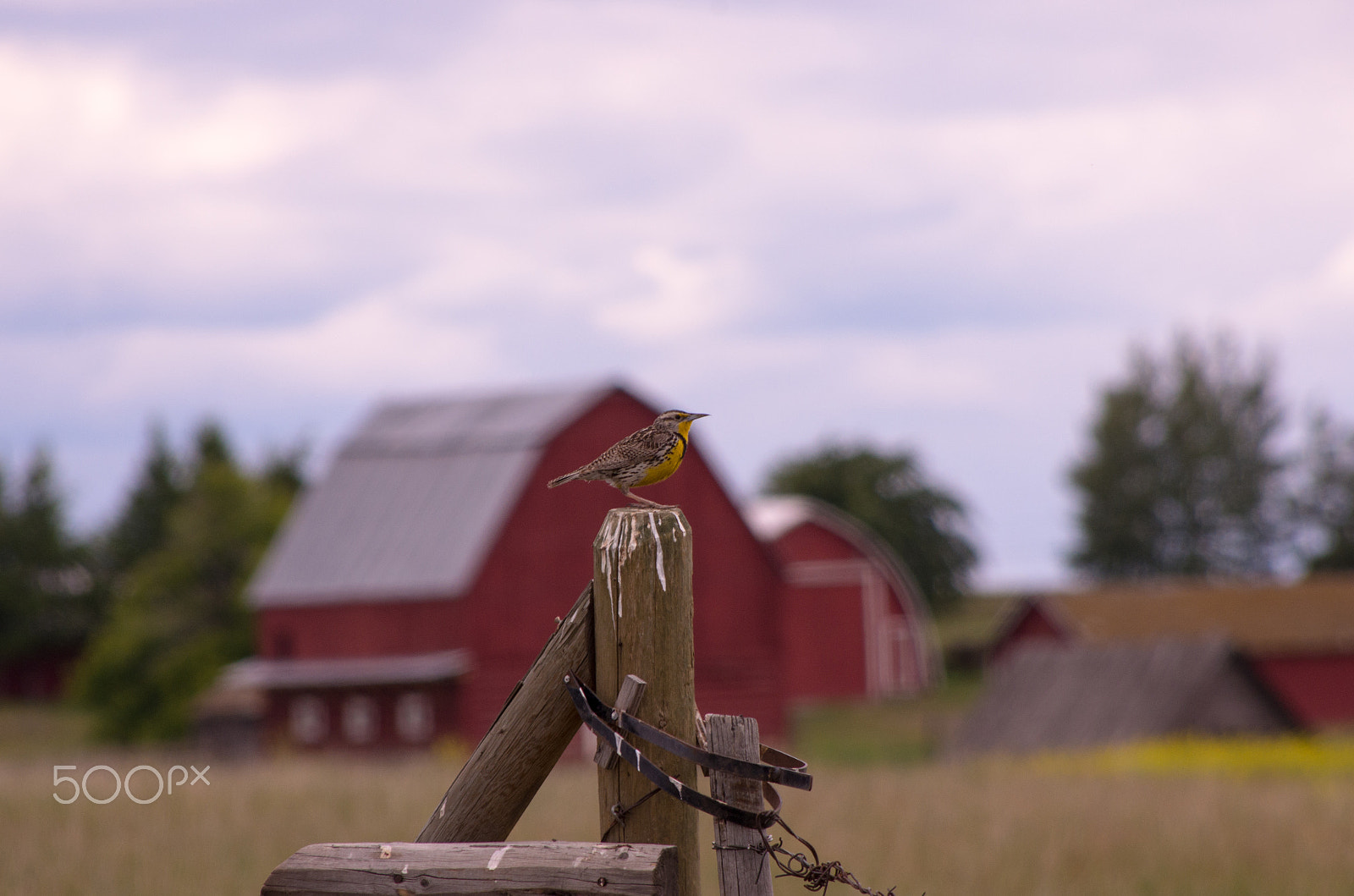HD Pentax DA 55-300mm F4.0-5.8 ED WR sample photo. Meadowlark photography