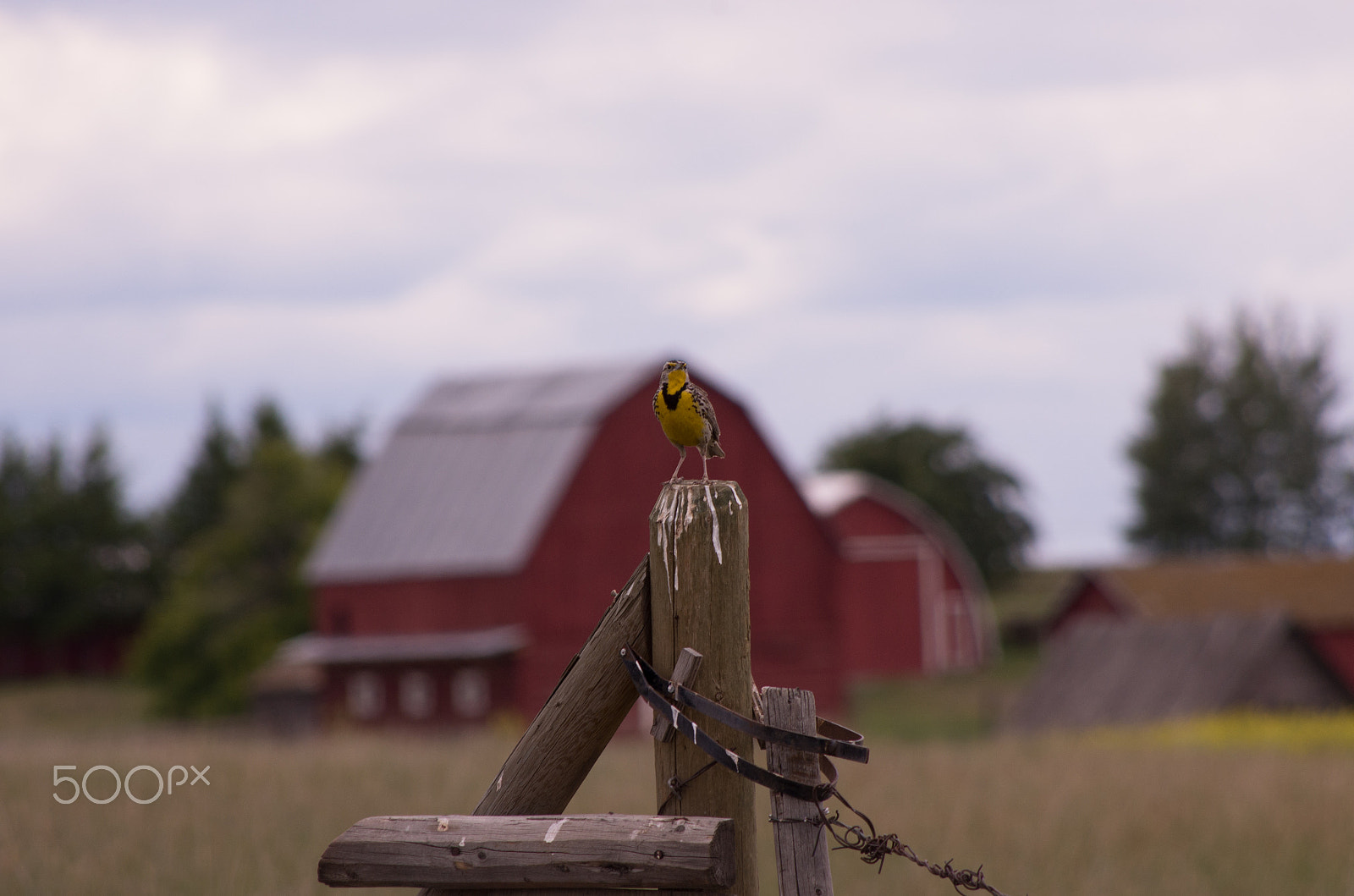 HD Pentax DA 55-300mm F4.0-5.8 ED WR sample photo. Meadowlark photography
