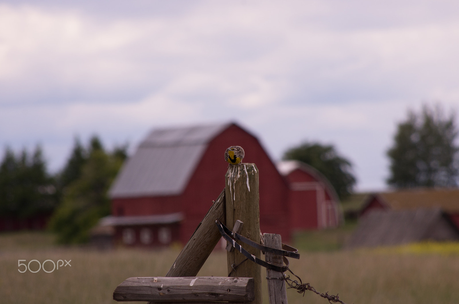 HD Pentax DA 55-300mm F4.0-5.8 ED WR sample photo. Meadowlark photography