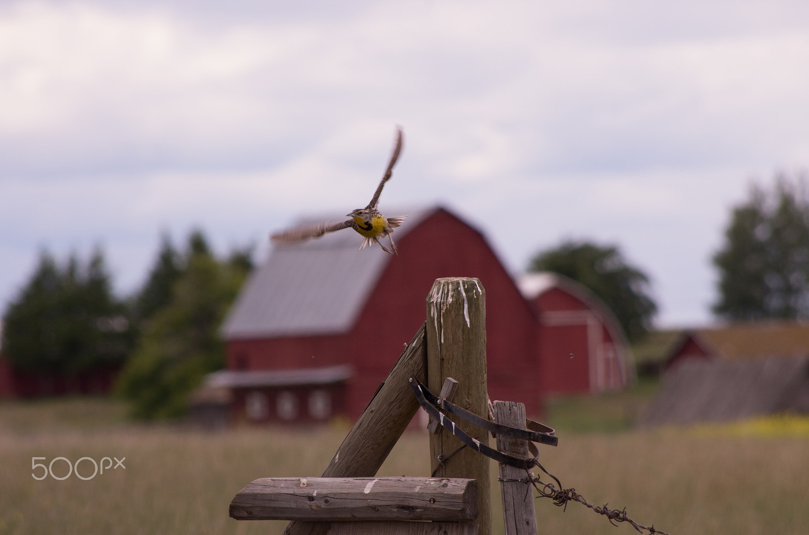 HD Pentax DA 55-300mm F4.0-5.8 ED WR sample photo. Meadowlark photography