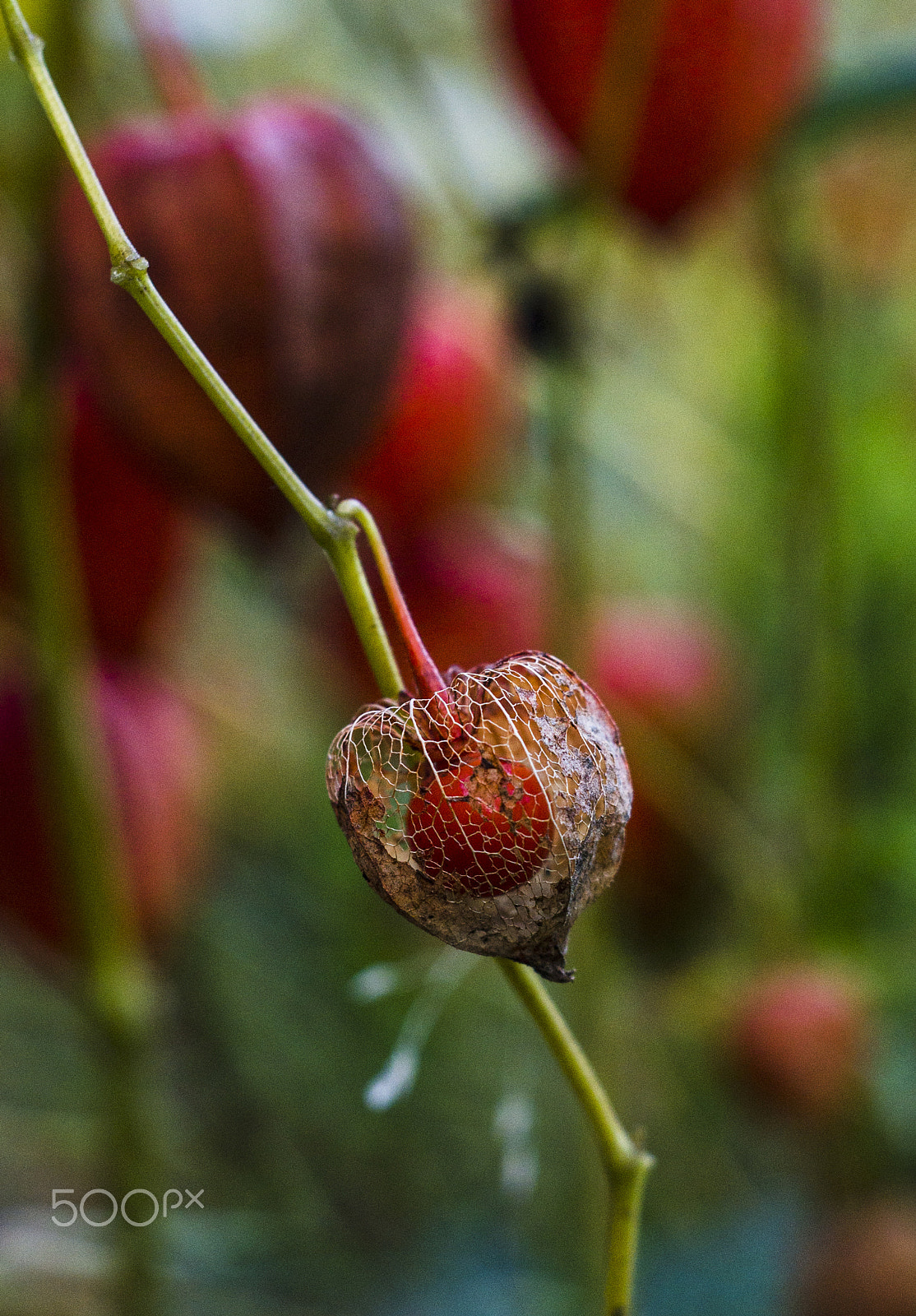 Nikon D5100 + AF Nikkor 50mm f/1.8 sample photo. A little autumn photography