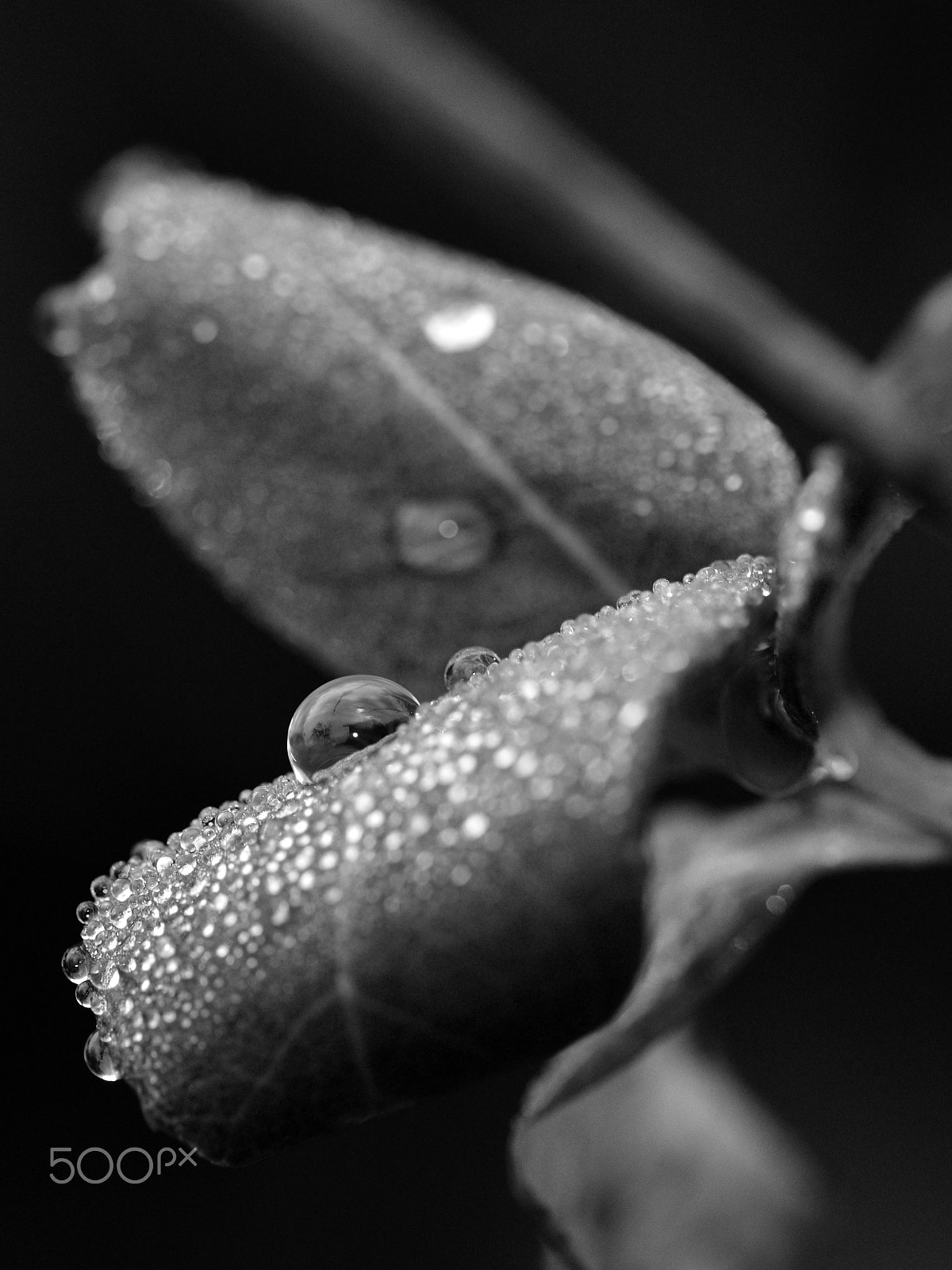 Sigma 105mm F2.8 EX DG OS HSM sample photo. Drops photography