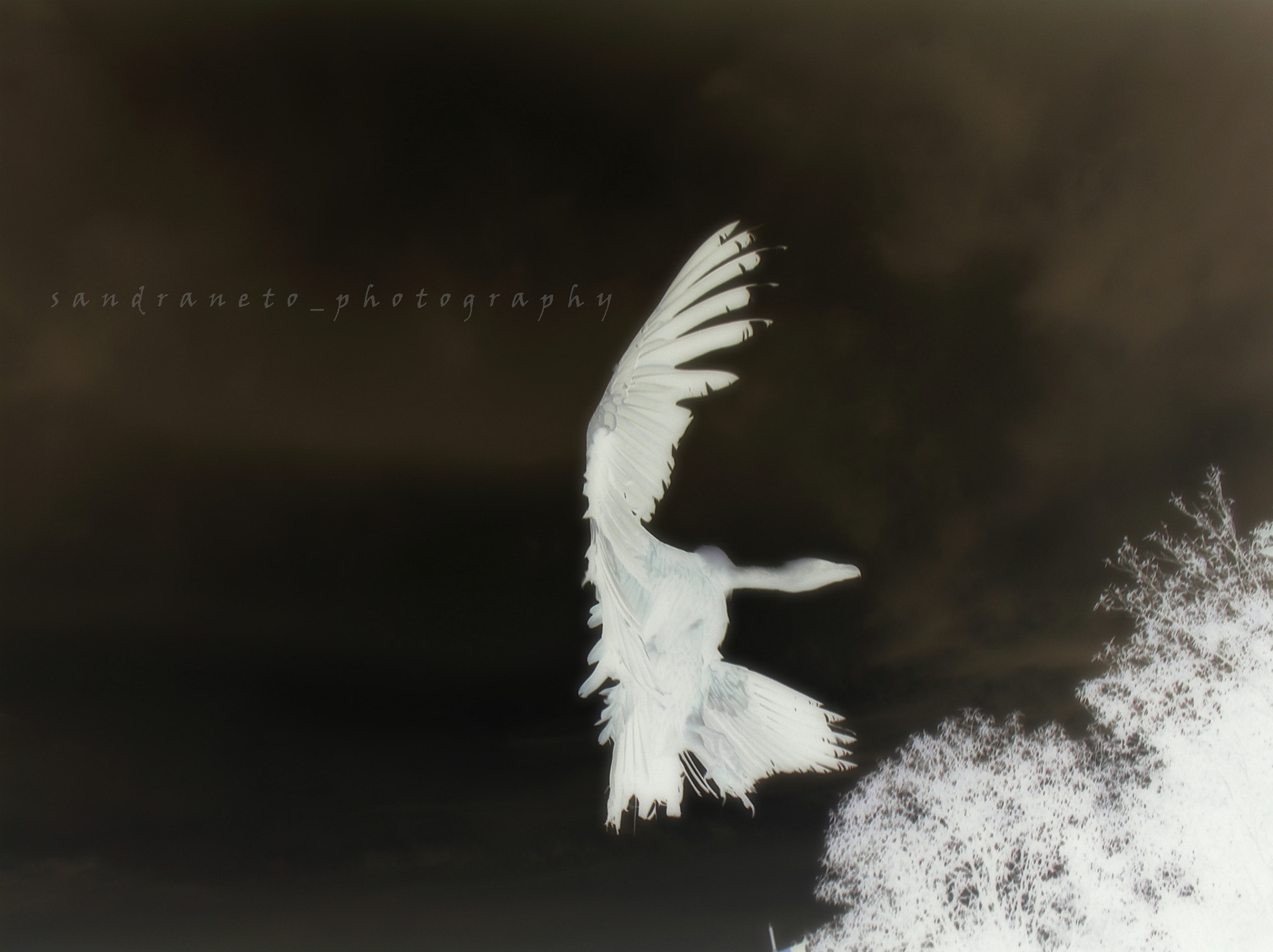 Olympus C170,D425 sample photo. The vulture ... photography