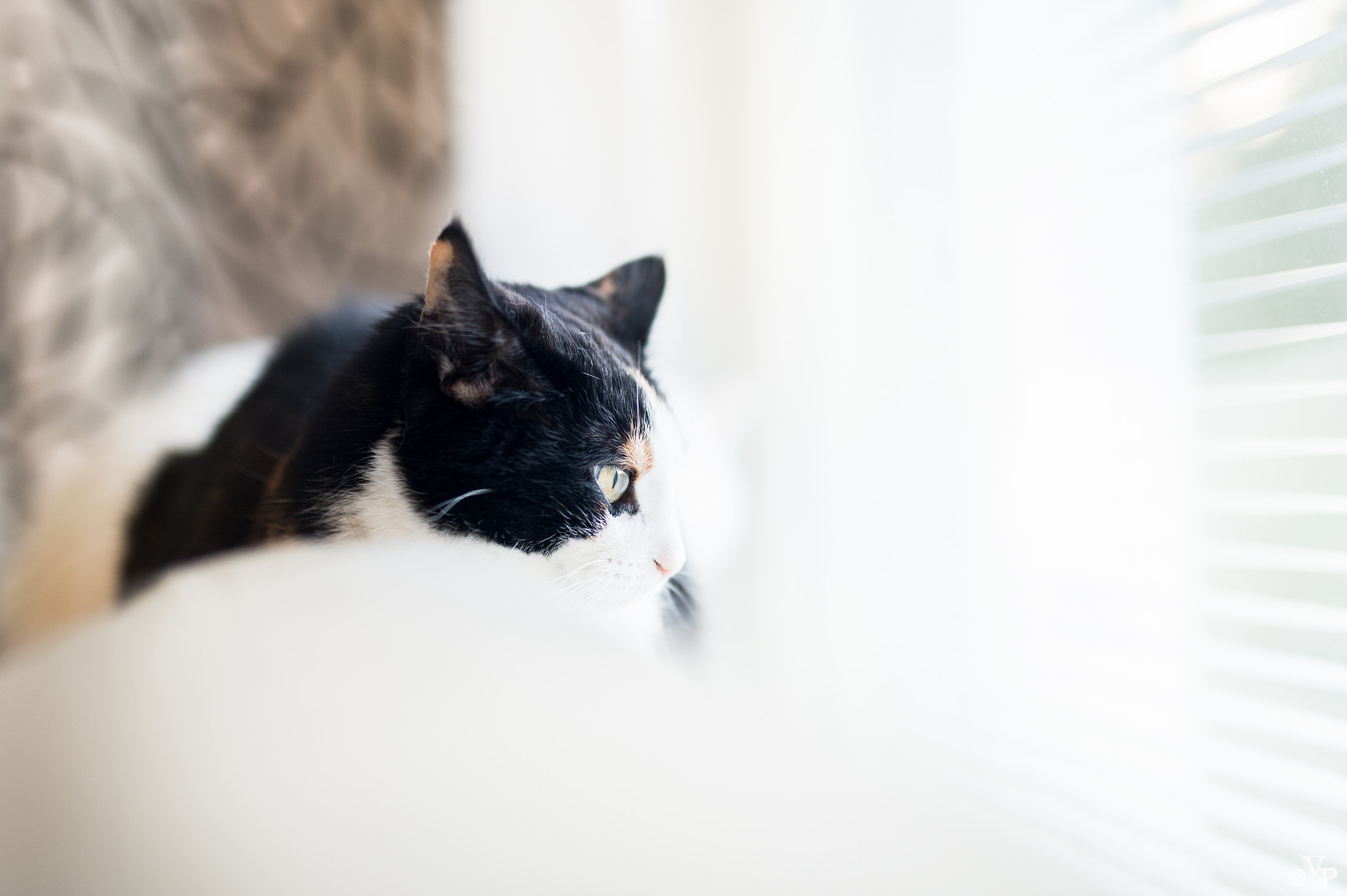 Nikon Df + Sigma 50mm F1.4 DG HSM Art sample photo. Cat bokeh photography