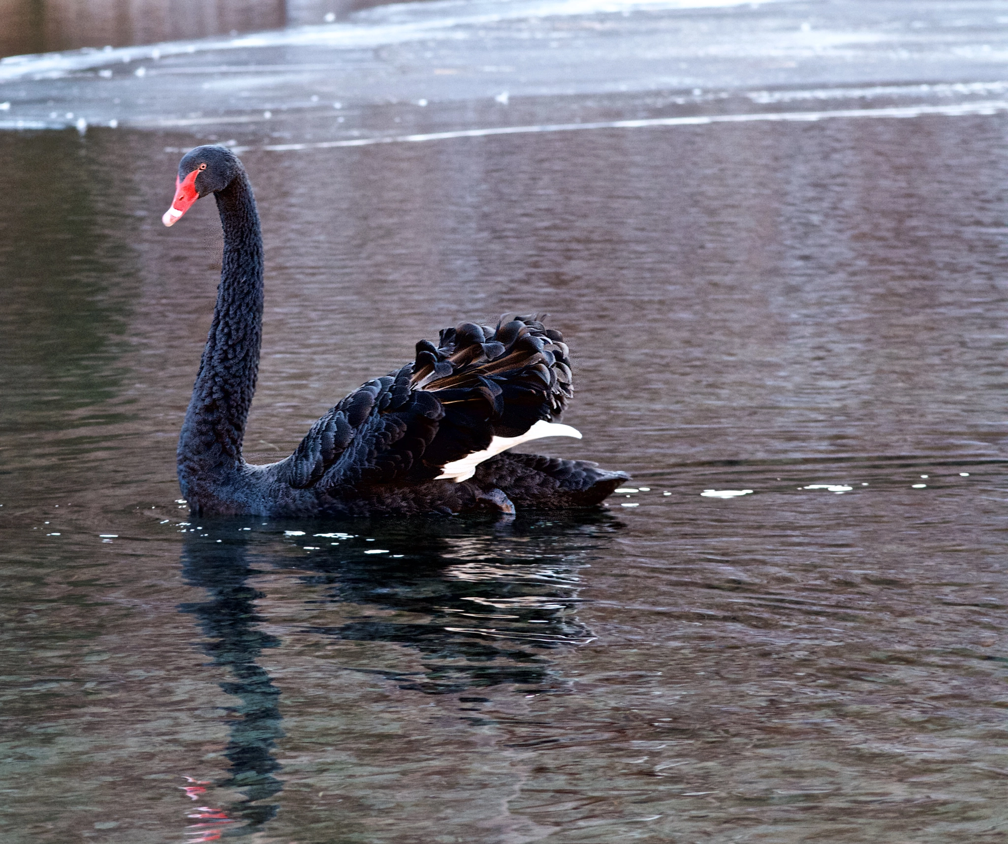 Sigma APO 50-150mm f/2.8 [II] EX DC HSM sample photo. Black swan photography