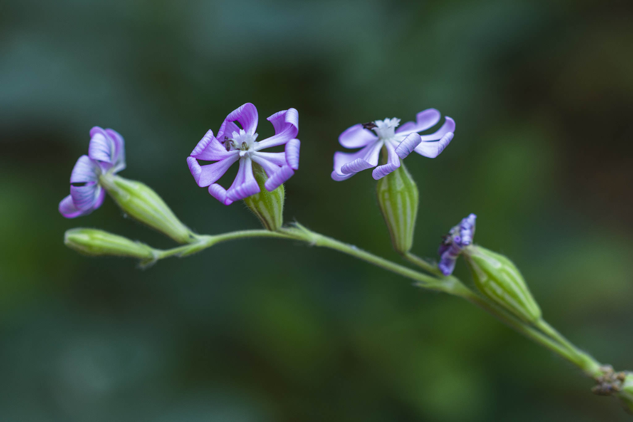 Sigma 105mm F2.8 EX DG OS HSM sample photo. E.l & p photography