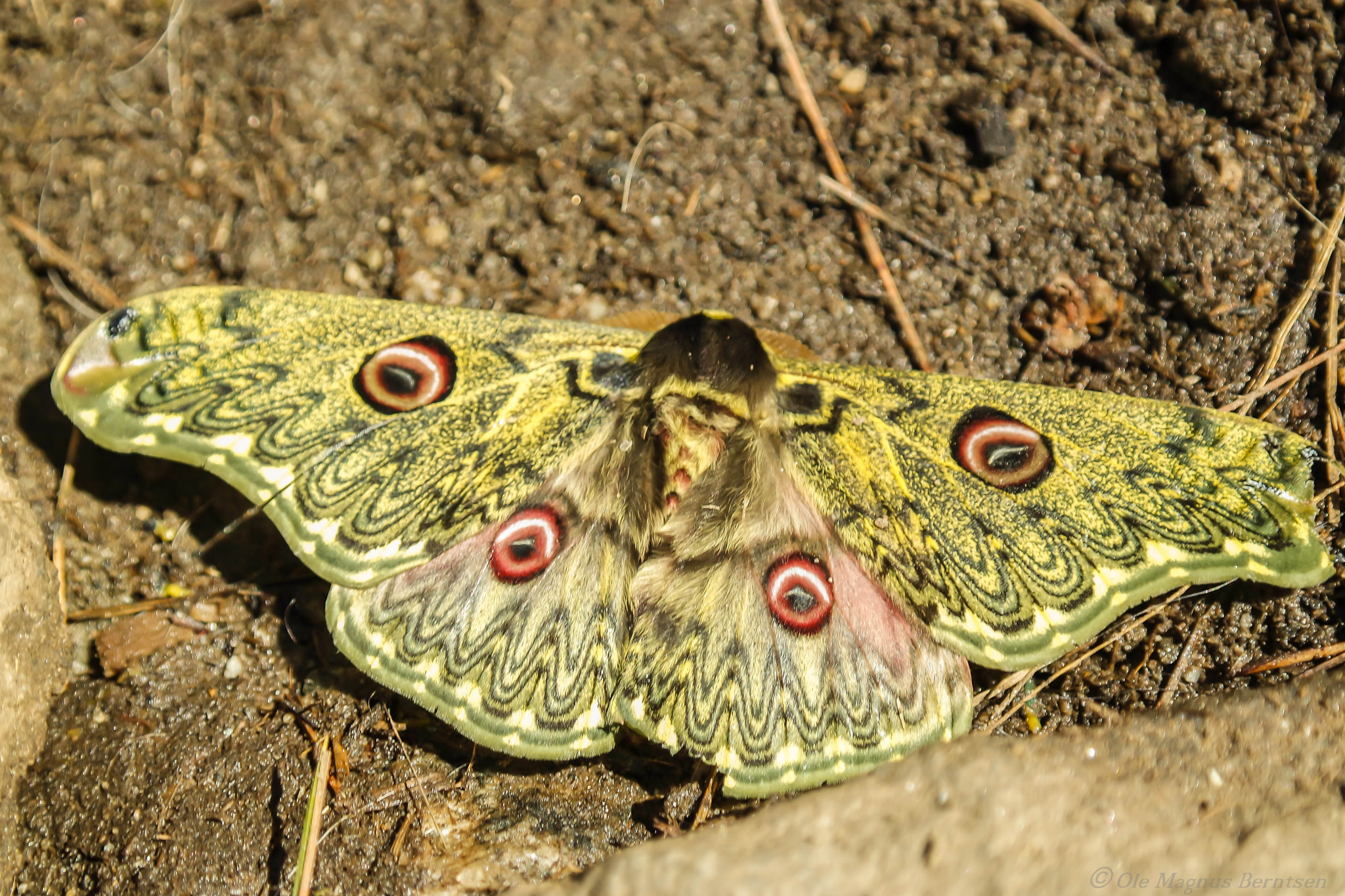 Samsung NX3000 + NX 18-55mm F3.5-5.6 sample photo. Butterfly from nepal photography