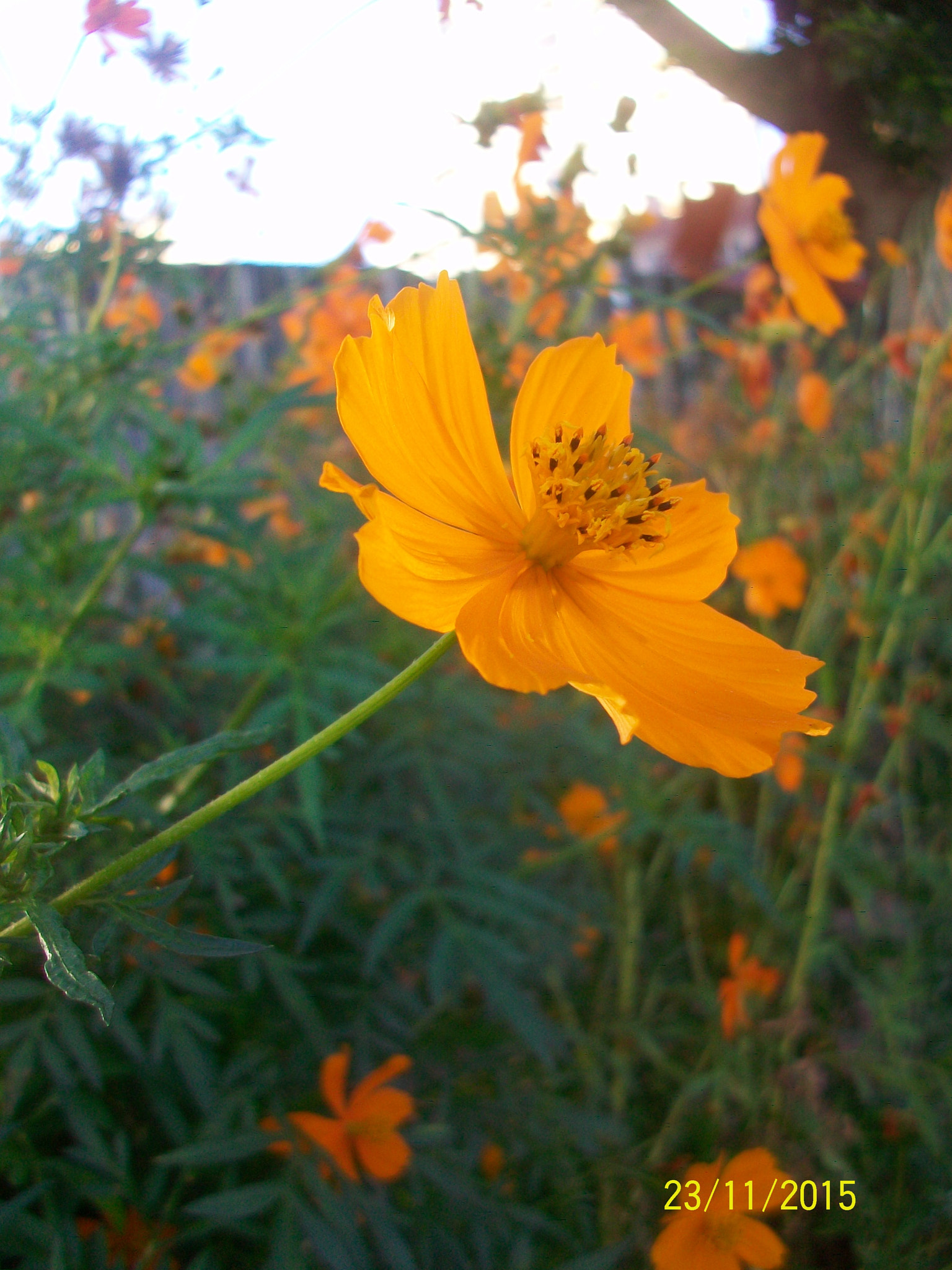 Kodak EASYSHARE M1063 DIGITAL CAMERA sample photo. Baş kaldırıyorum .. photography