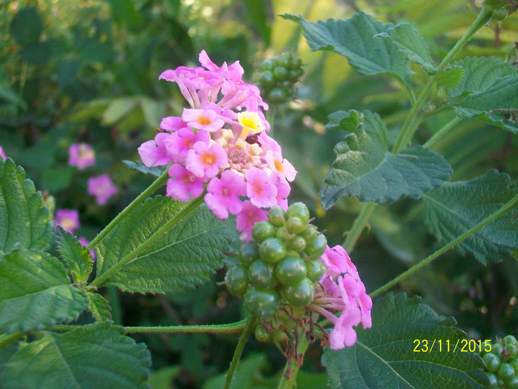 Kodak EASYSHARE M1063 DIGITAL CAMERA sample photo. Tohumumla bütünüm ben.. photography