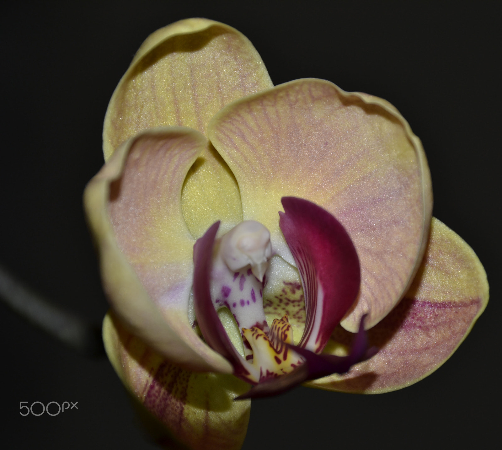 Nikon AF-S Nikkor 300mm F4D ED-IF sample photo. Beautiful orchid photography