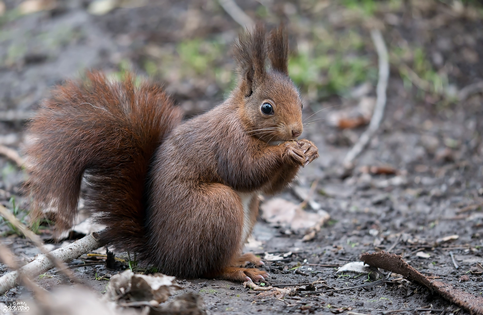 Panasonic Lumix G X Vario 35-100mm F2.8 OIS sample photo. Chop photography