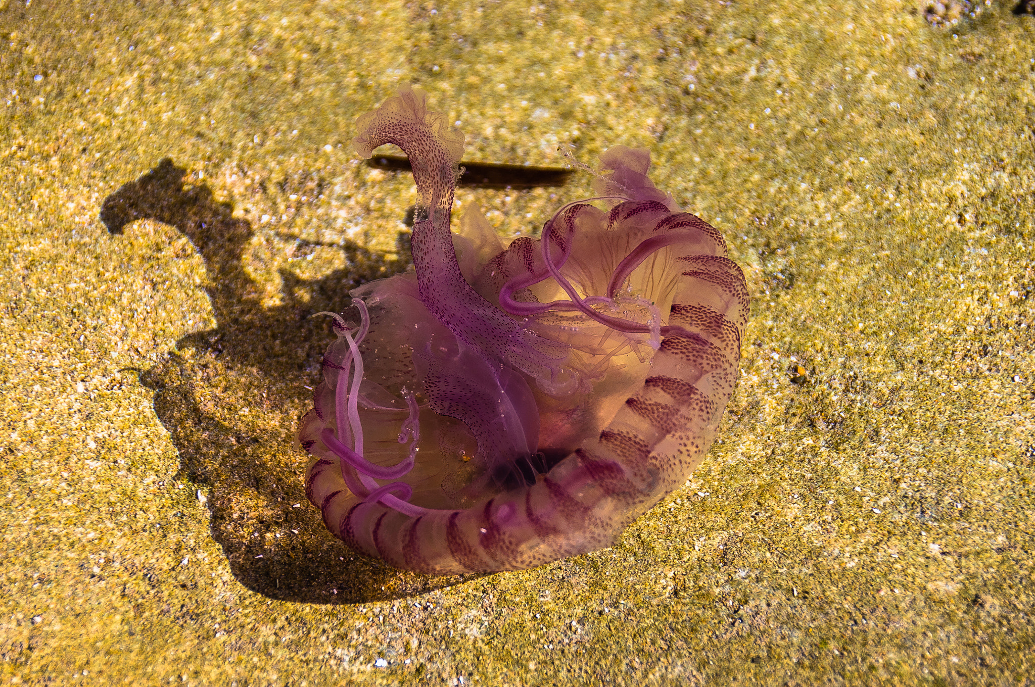 Pentax K-r sample photo. Medusa photography