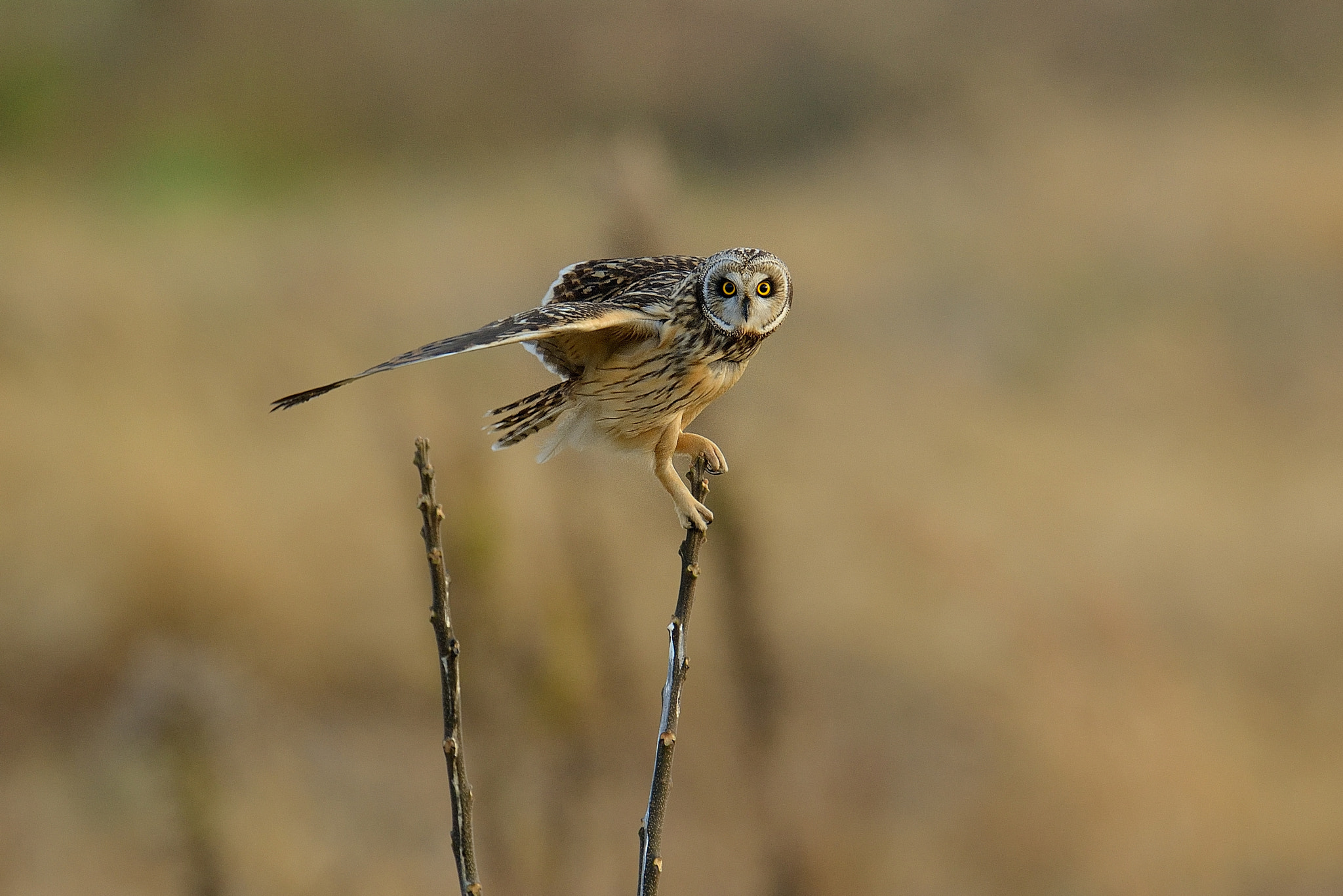 Nikon D800 + Nikon AF-S Nikkor 600mm F4G ED VR sample photo. Short-eared owl！ photography