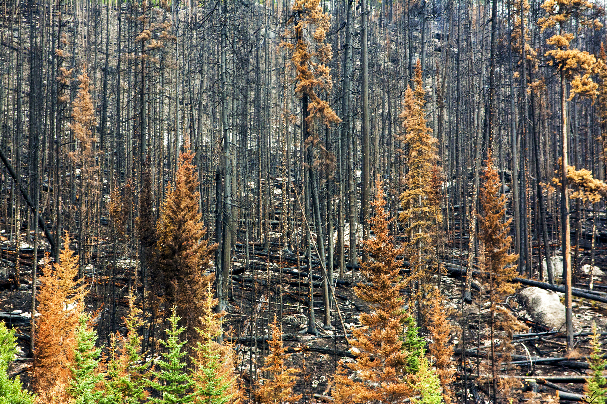 Sigma 17-70mm F2.8-4 DC Macro OS HSM sample photo. The remains of excelsior wildfire photography