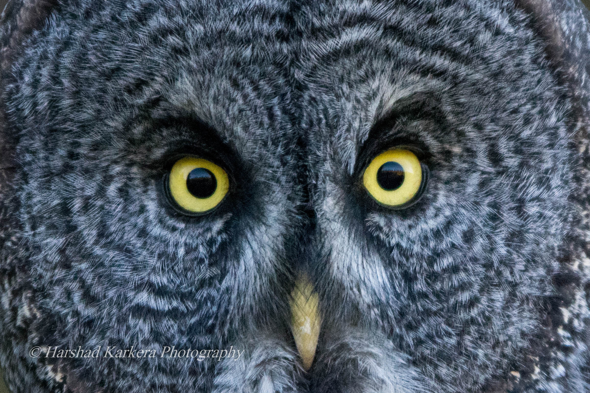 Nikon D3300 + Sigma 150-500mm F5-6.3 DG OS HSM sample photo. Great grey owl-extreme close up photography