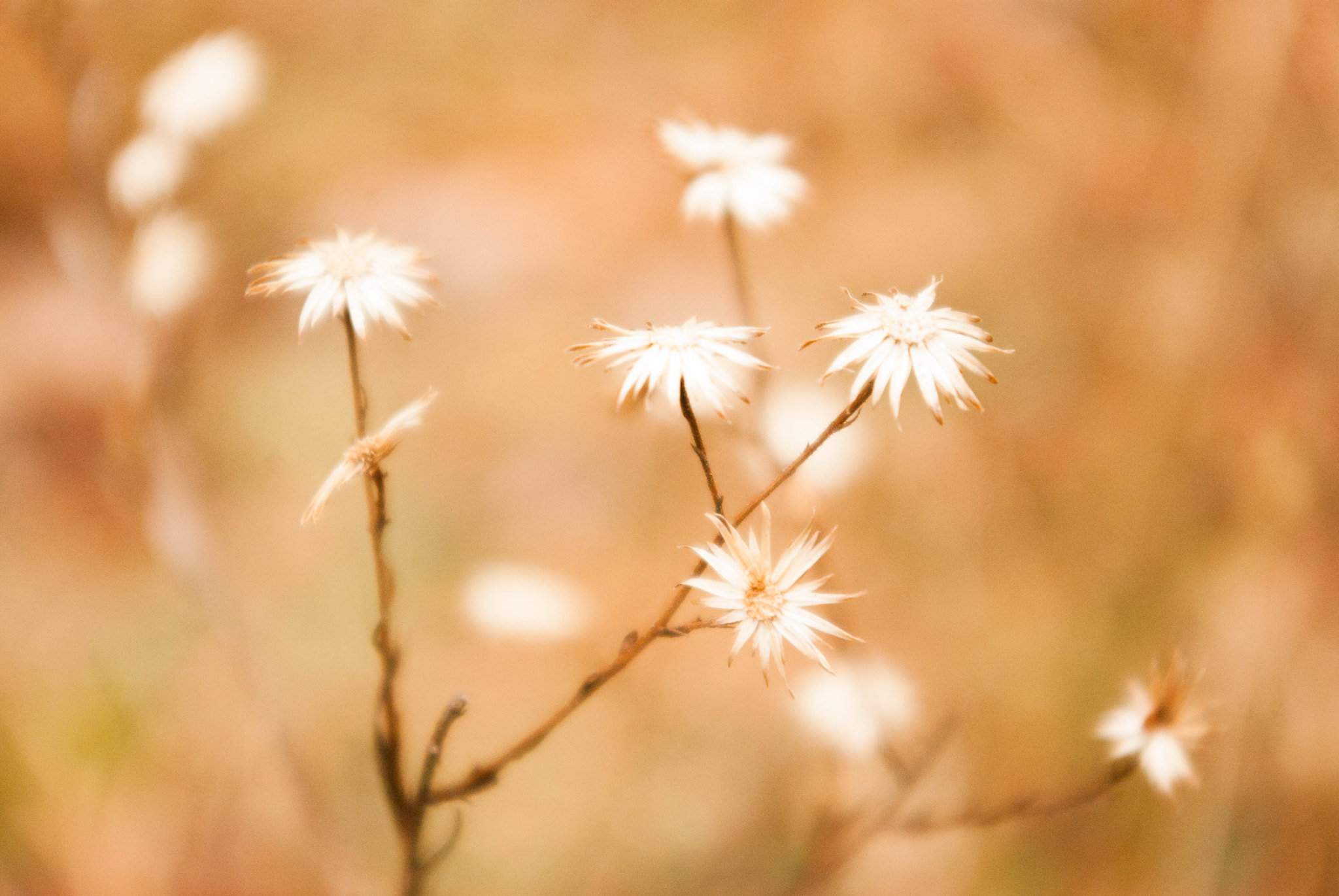 Pentax K-m (K2000) sample photo. Fluff focus photography