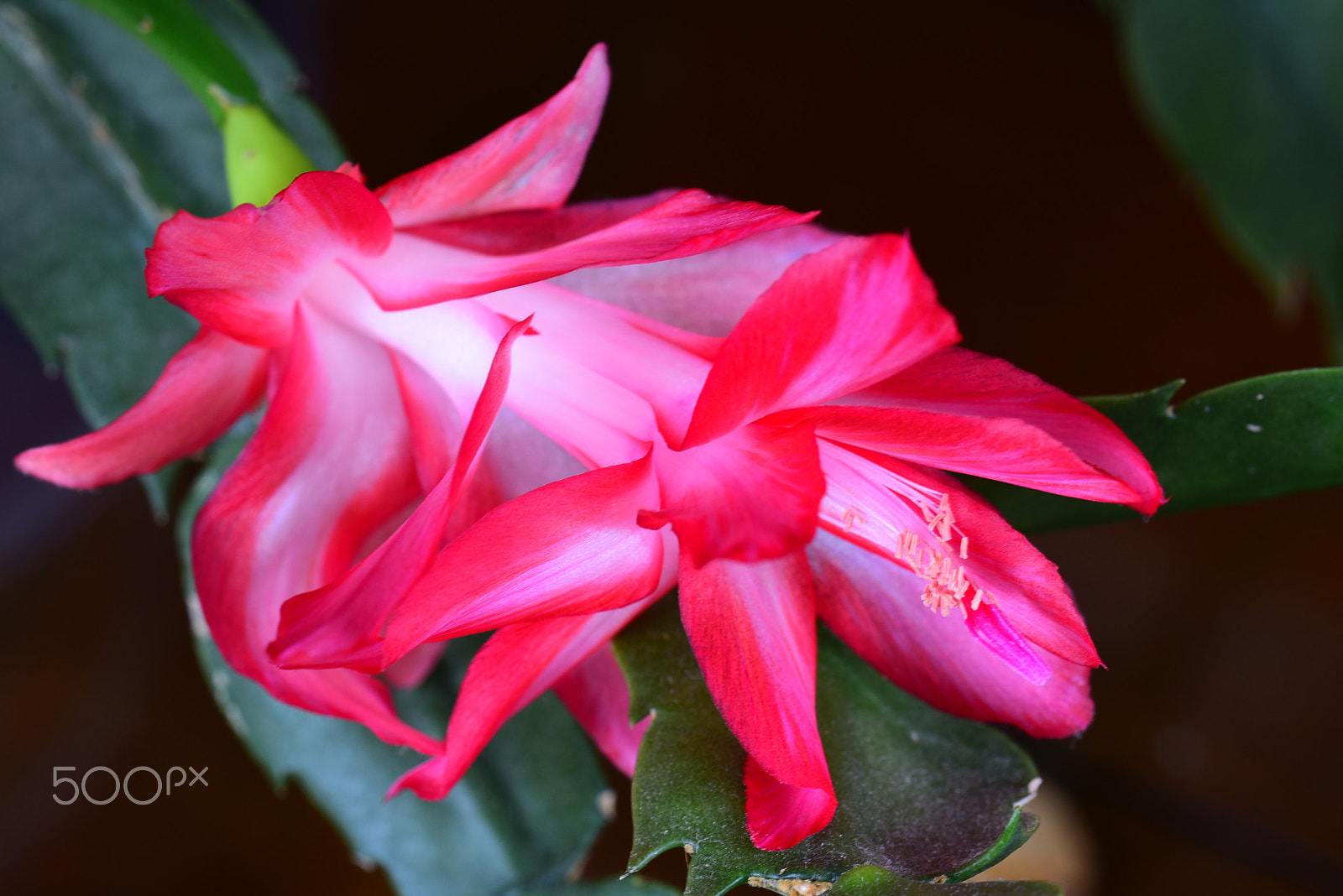 Nikon D750 + AF Zoom-Micro Nikkor 70-180mm f/4.5-5.6D ED sample photo. Christmas cactus photography