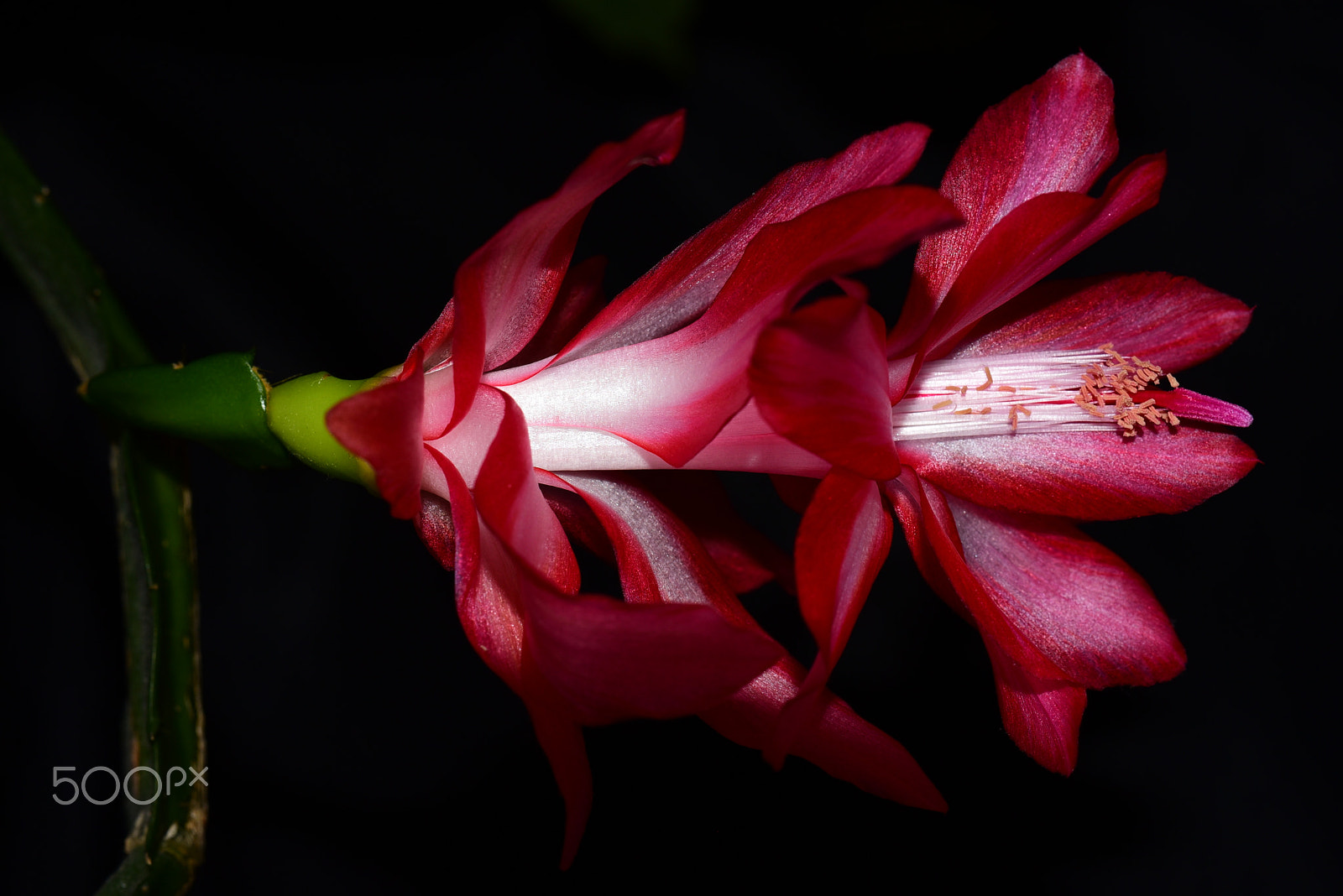 Nikon D750 + AF Zoom-Micro Nikkor 70-180mm f/4.5-5.6D ED sample photo. Christmas cactus dark red photography