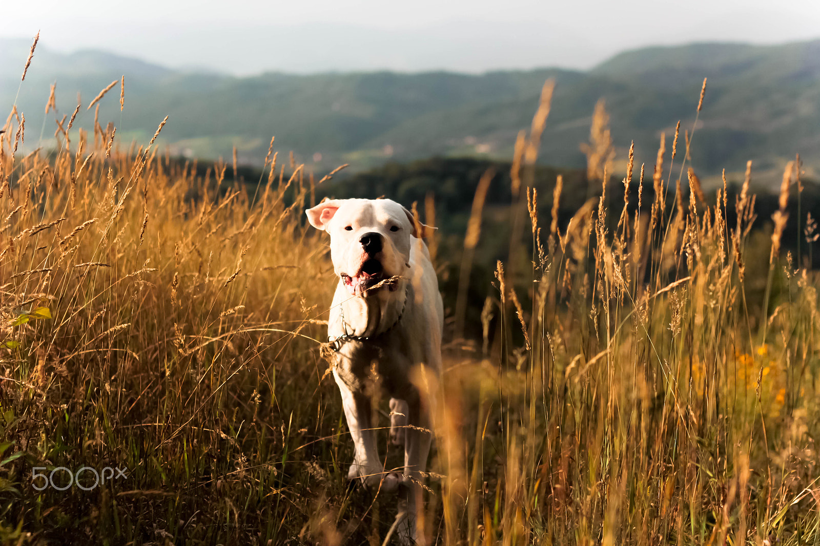 Canon EOS 550D (EOS Rebel T2i / EOS Kiss X4) + Canon EF 50mm F1.8 II sample photo. Dog at the mountain photography