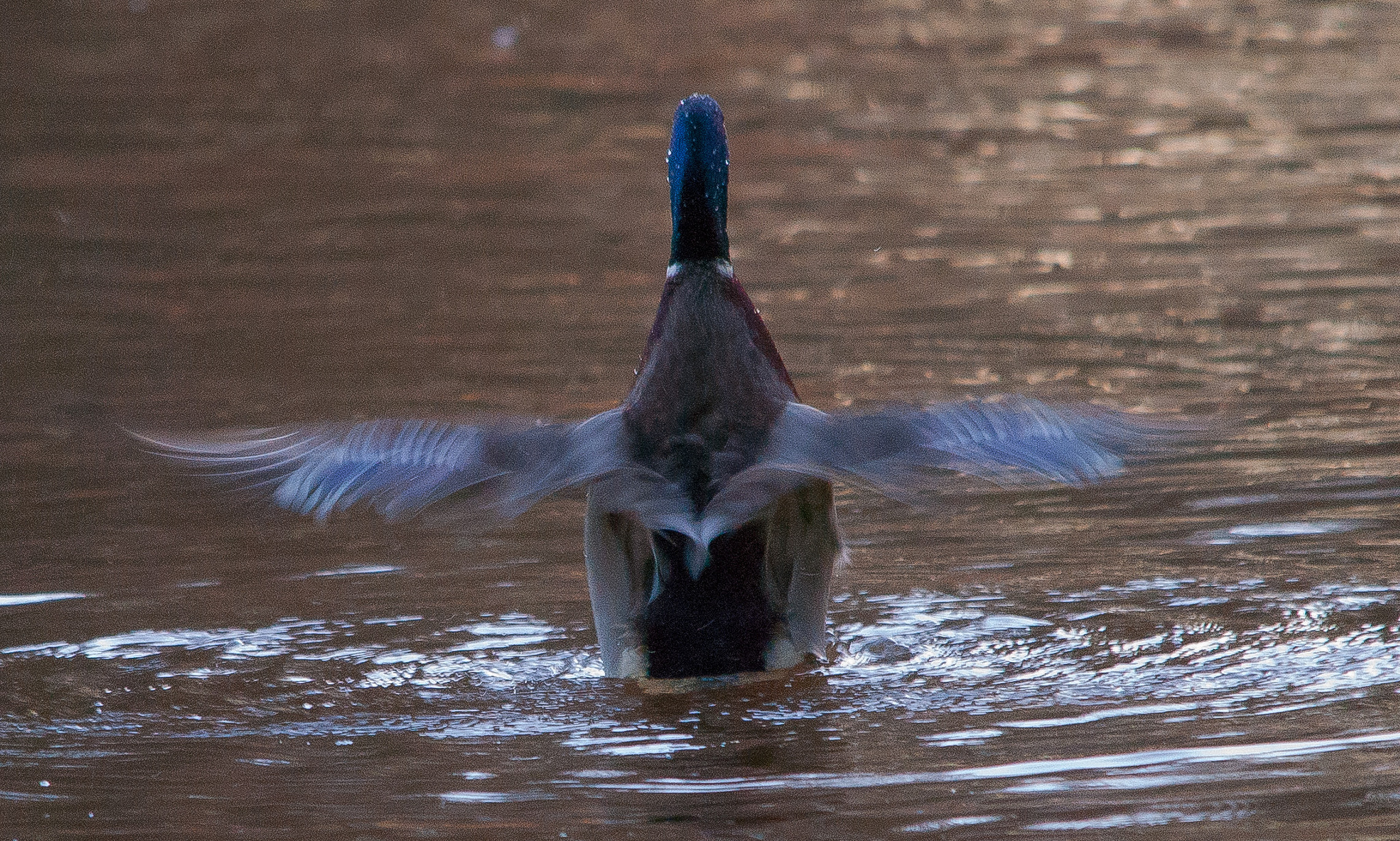 Sigma 150-500mm F5-6.3 DG OS HSM sample photo. Wings photography