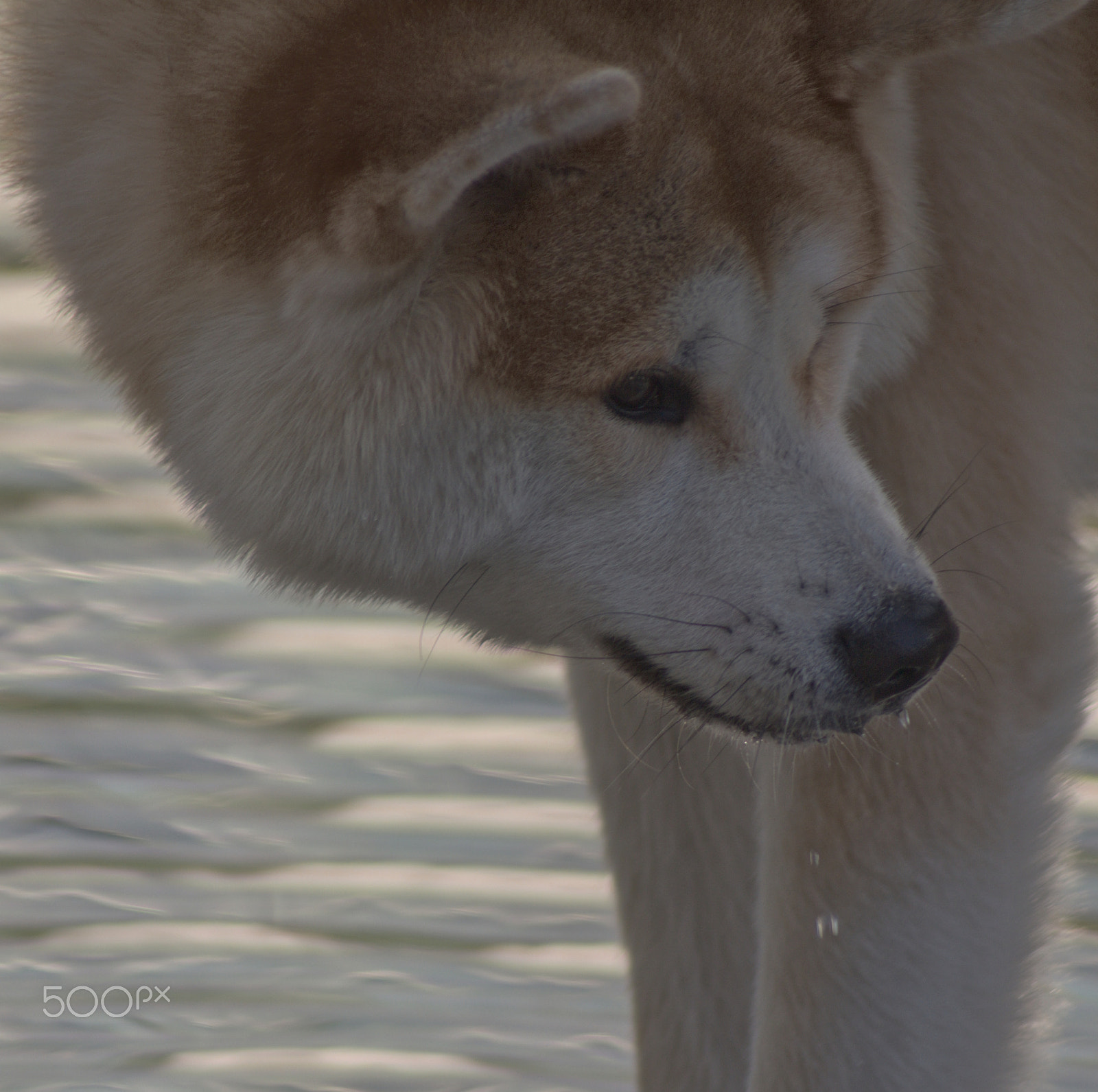 Canon EF 70-210mm f/3.5-4.5 USM sample photo. Husky love photography