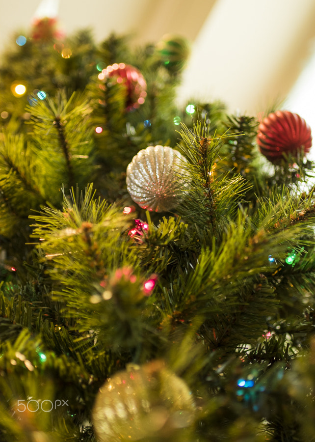 Nikon D5300 + AF-S Nikkor 35mm f/1.8G sample photo. A cat's view from under the tree photography