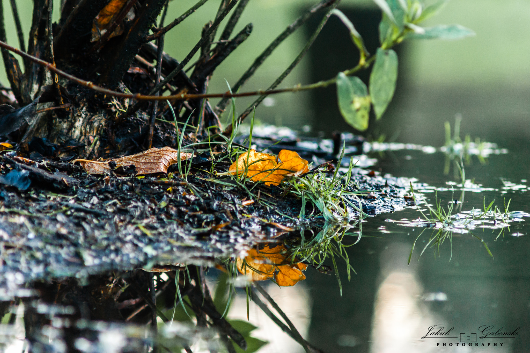 Sony Alpha DSLR-A390 + Minolta AF 70-210mm F4 Macro sample photo. Last leaf - winter is comming photography