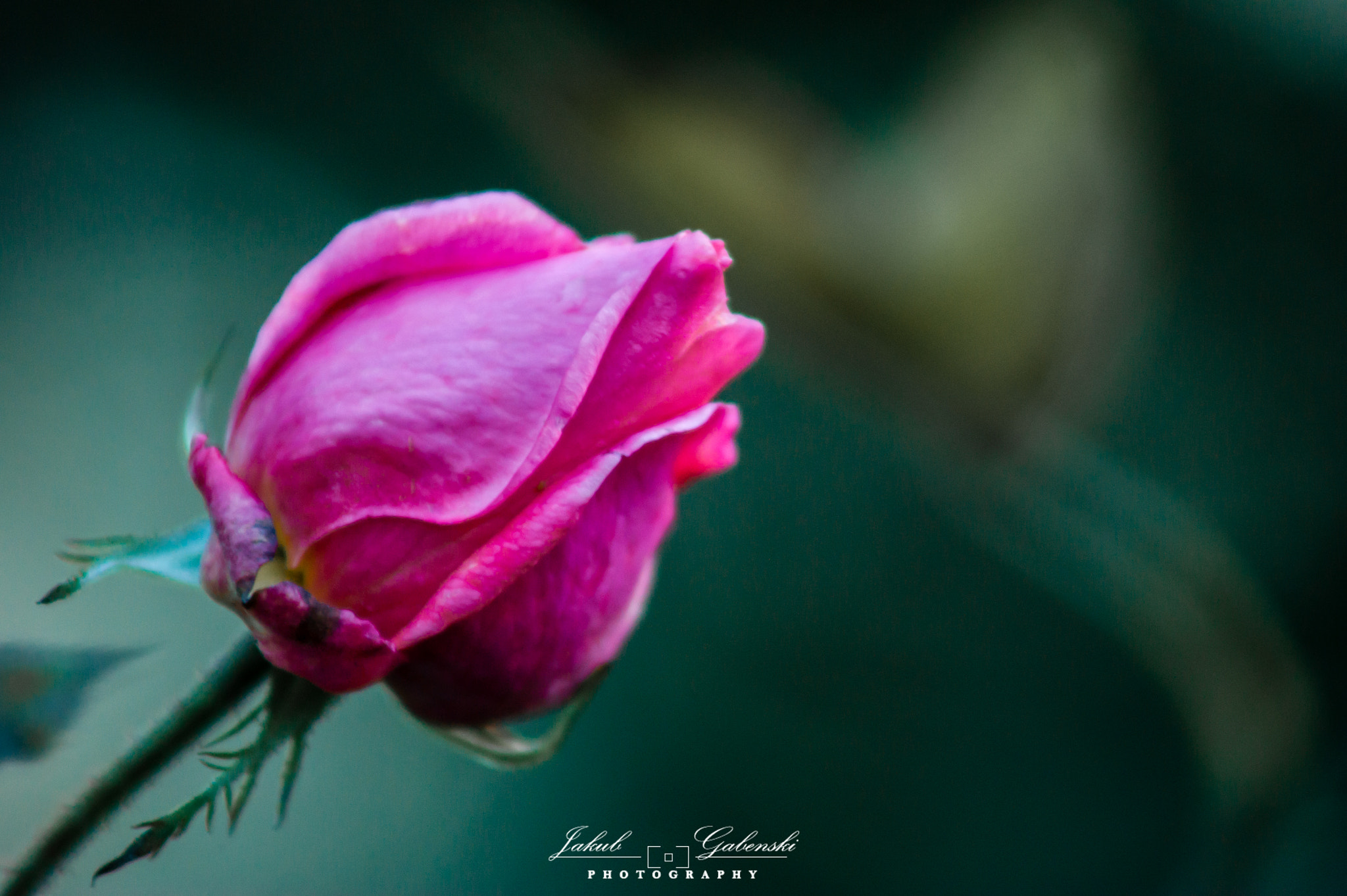 Sony Alpha DSLR-A390 + Minolta AF 70-210mm F4 Macro sample photo. Winter rose photography