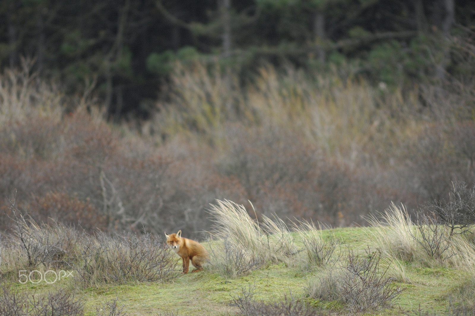 Nikon D2Xs + Nikkor 500mm f/4 P ED IF sample photo. Camouflaged .... not ! photography