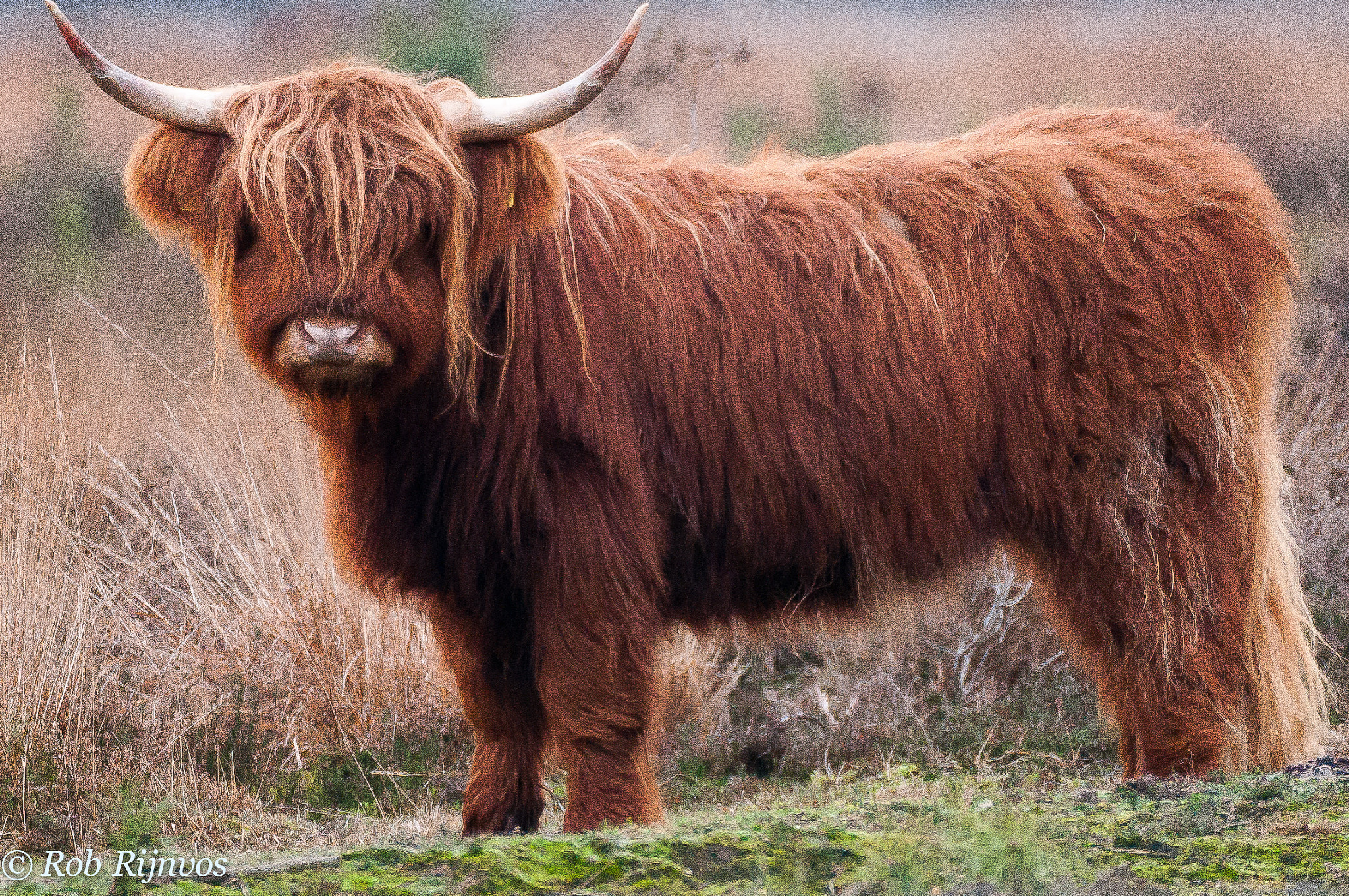 Nikon AF-S Nikkor 200-500mm F5.6E ED VR sample photo. Cow photography
