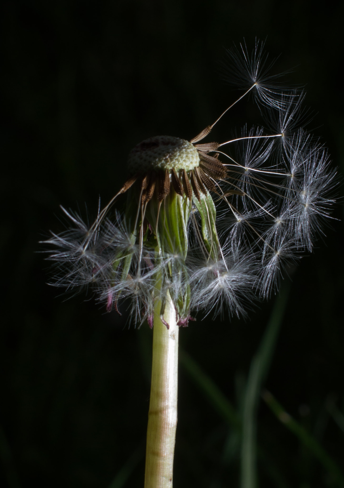 Nikon D3200 + Sigma 50mm F1.4 EX DG HSM sample photo. Brighter photography