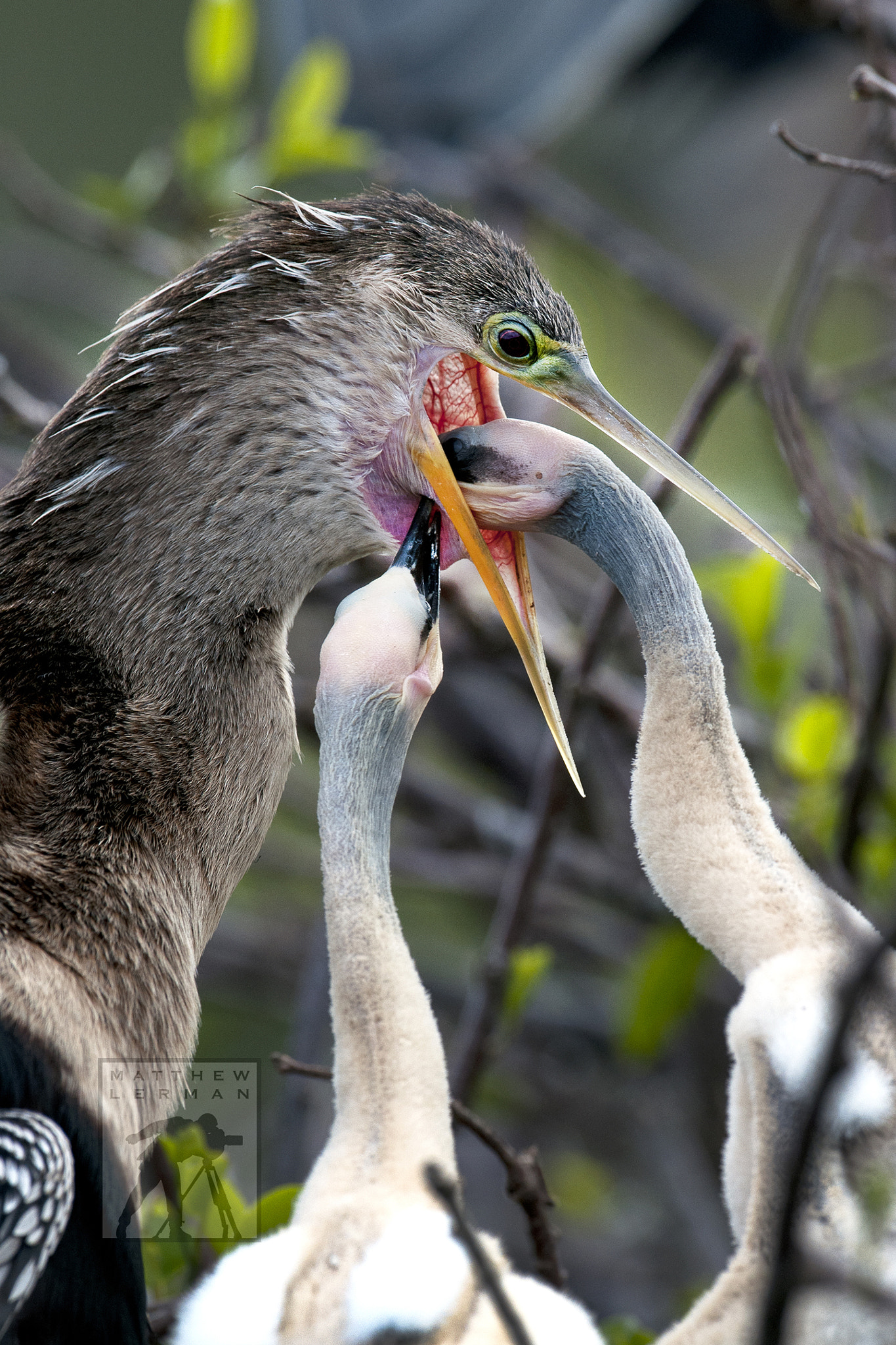 Nikon D300 + Nikon AF-S Nikkor 600mm F4G ED VR sample photo. Feeding baby  anhinga photography