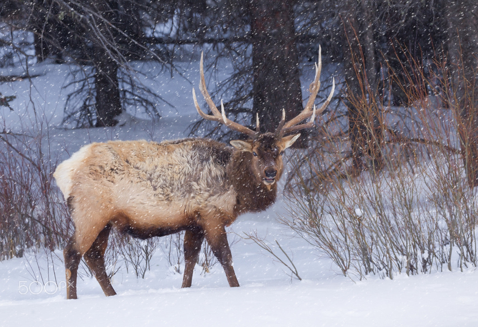 Canon EF 100-400mm F4.5-5.6L IS II USM sample photo. Bull elk in early snowfall photography
