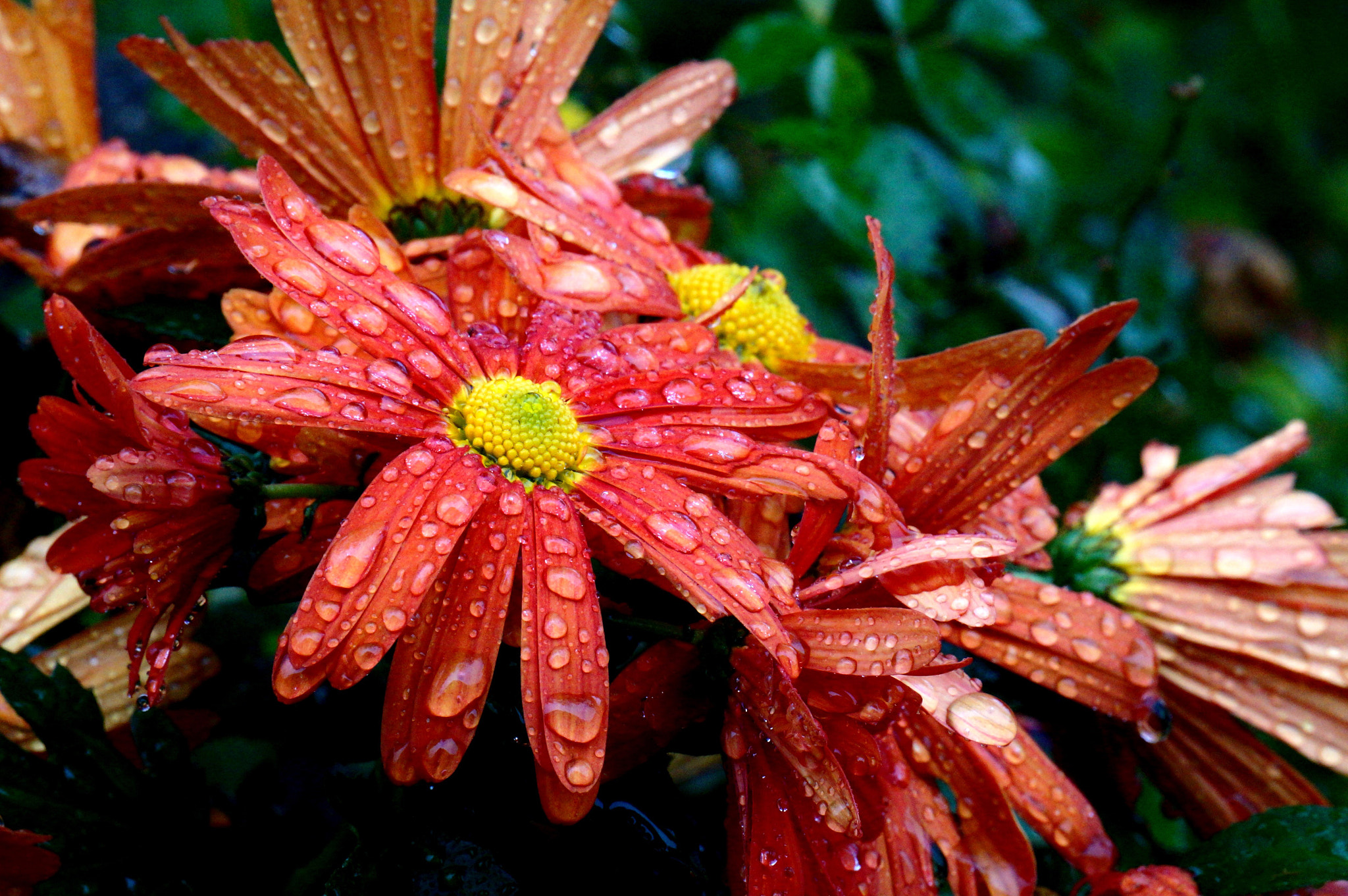 Sony Alpha NEX-3N + Sony E 55-210mm F4.5-6.3 OSS sample photo. Flowers in the rain photography