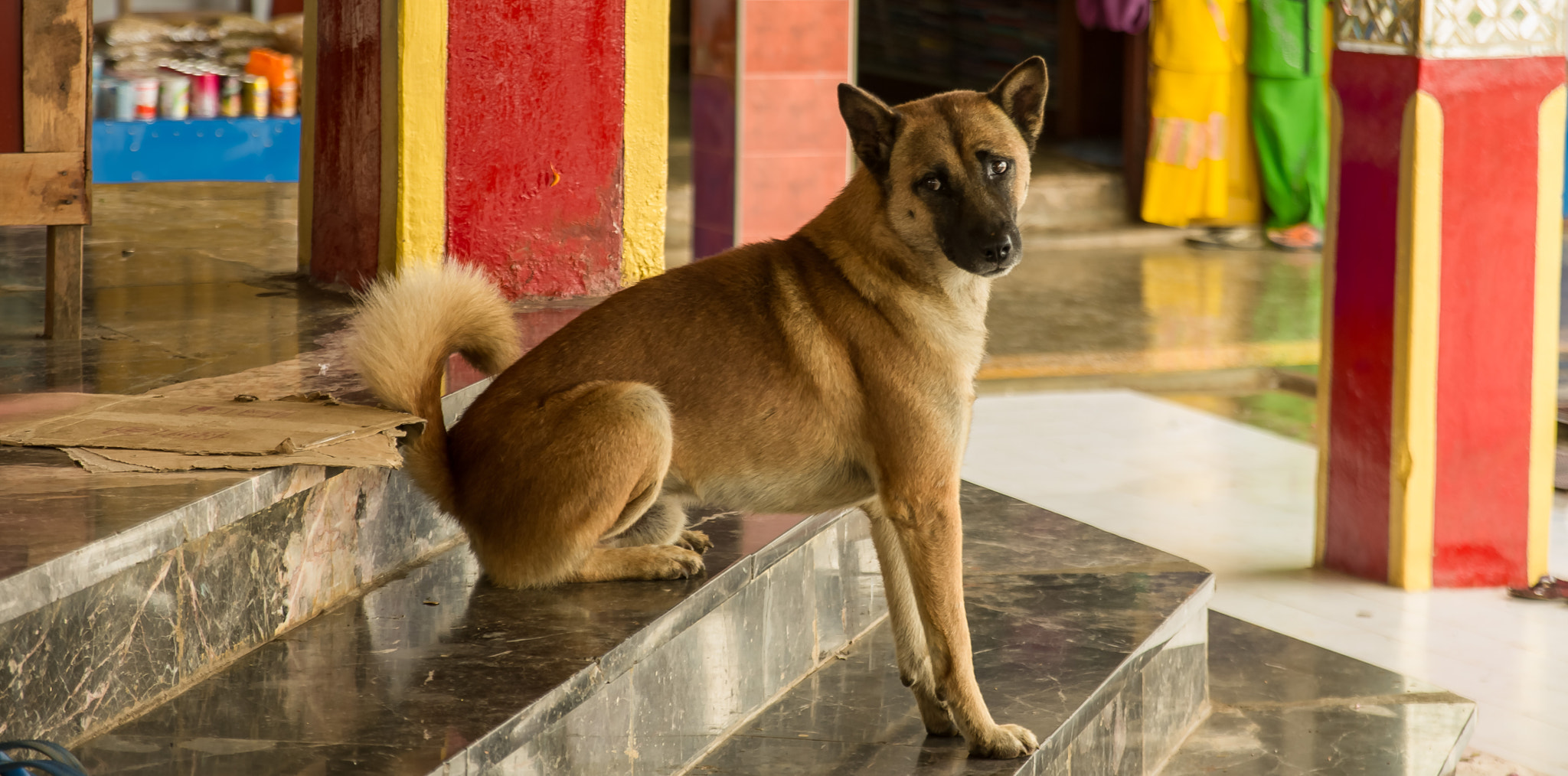 Pentax K-5 + Sigma 17-70mm F2.8-4 DC Macro HSM Contemporary sample photo. Le chien dans le temple myanmar photography