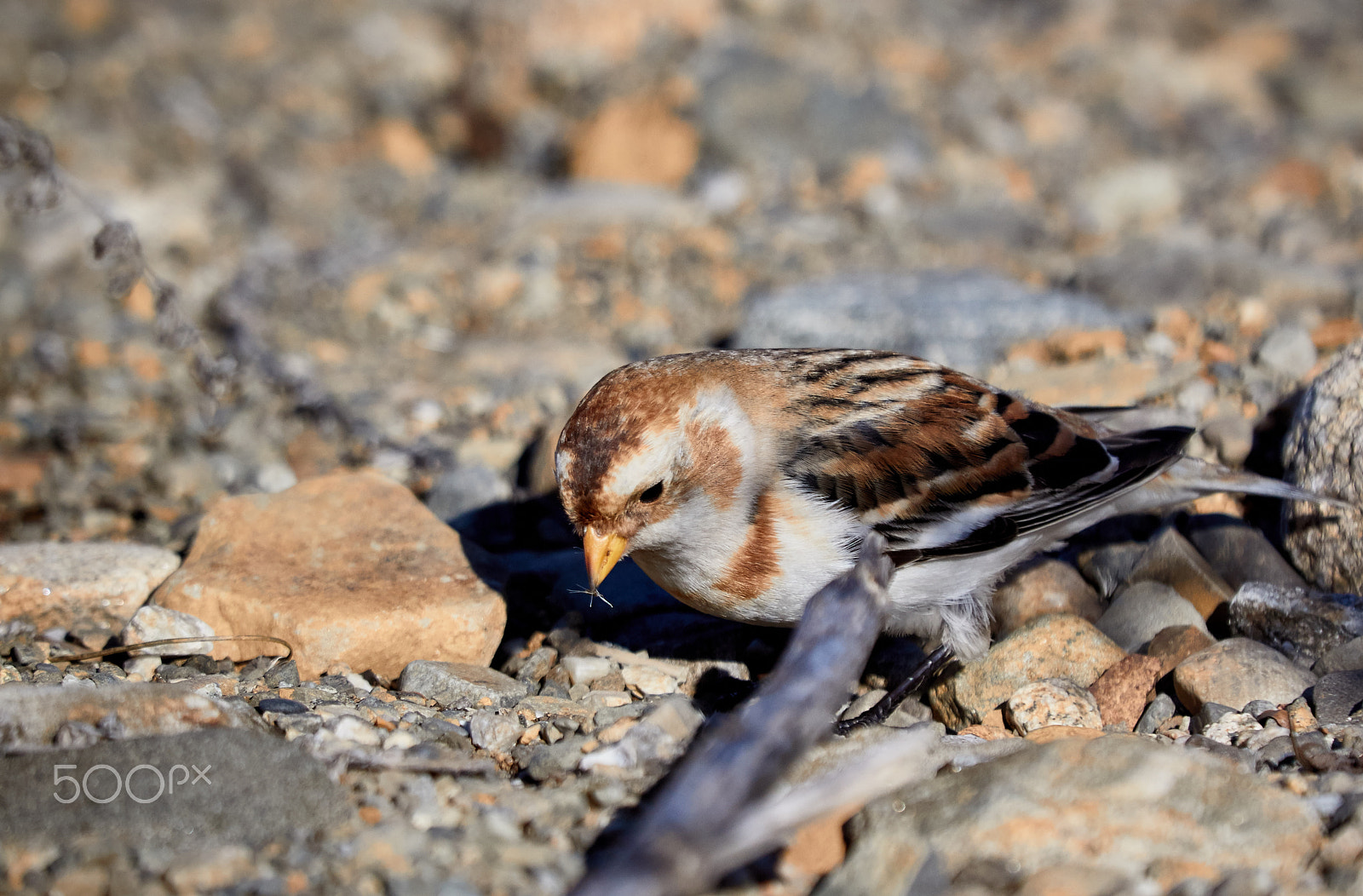 Canon EF 100-400mm F4.5-5.6L IS USM sample photo. Snow bunting female photography