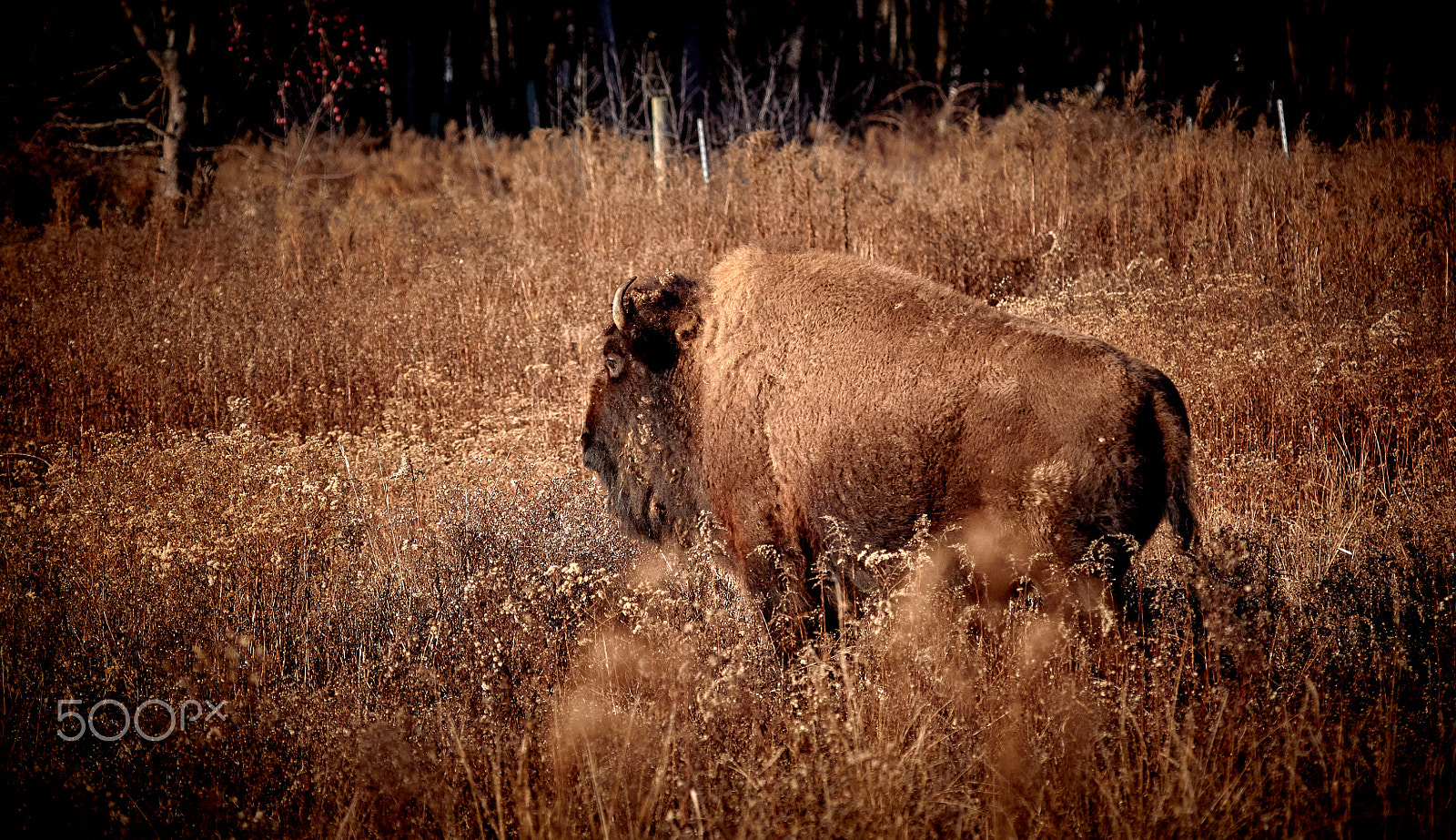 Canon EF 100-400mm F4.5-5.6L IS USM sample photo. Buffalo in field photography