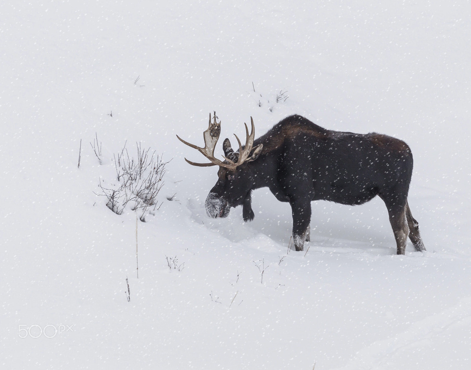 Canon EF 100-400mm F4.5-5.6L IS II USM sample photo. Bull moose photography