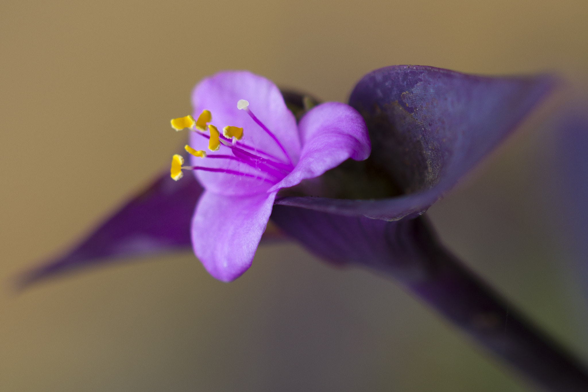 Sigma 105mm F2.8 EX DG OS HSM sample photo. Mírame... photography