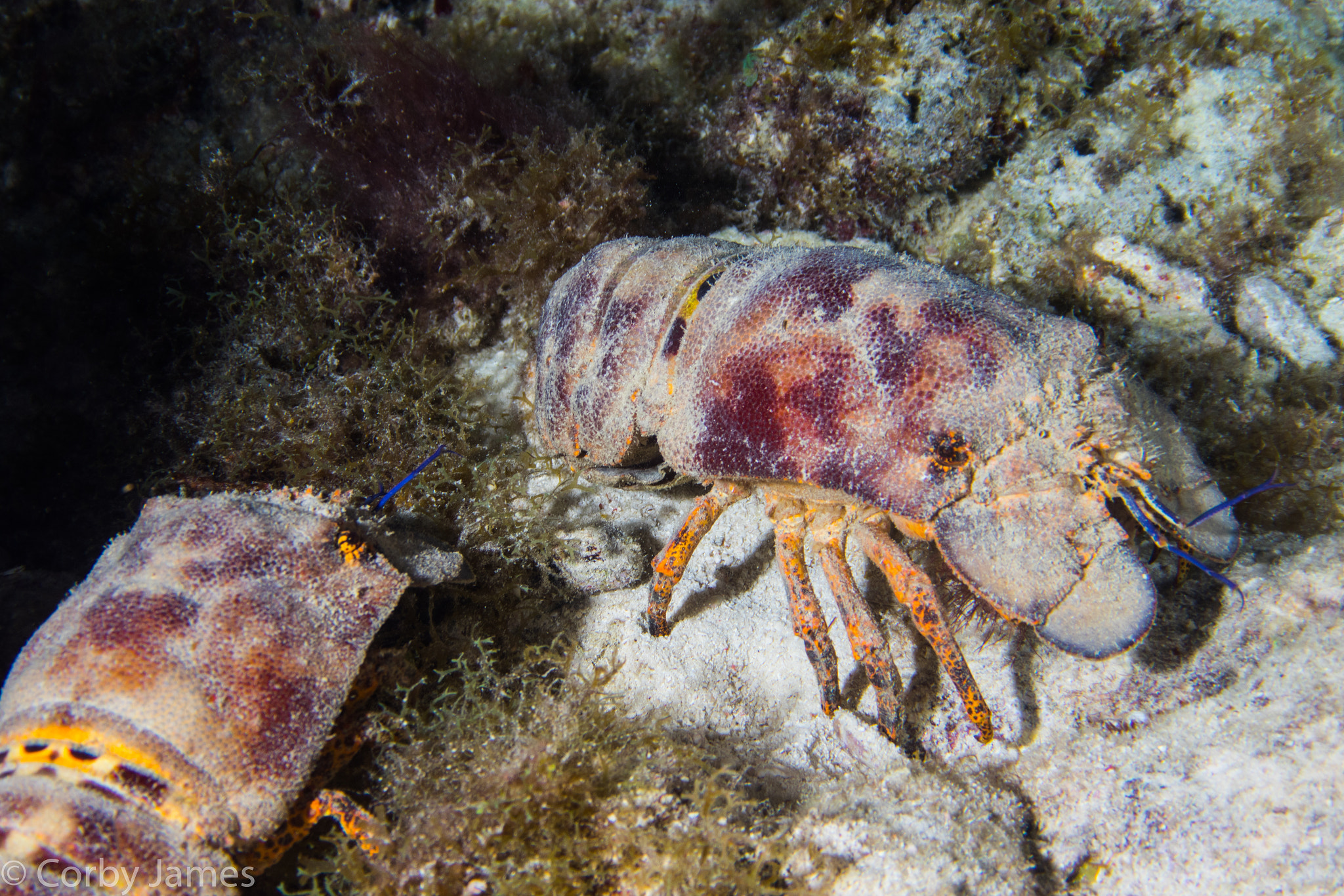 Canon EF-S 18-55mm F3.5-5.6 sample photo. Spanish lobster photography
